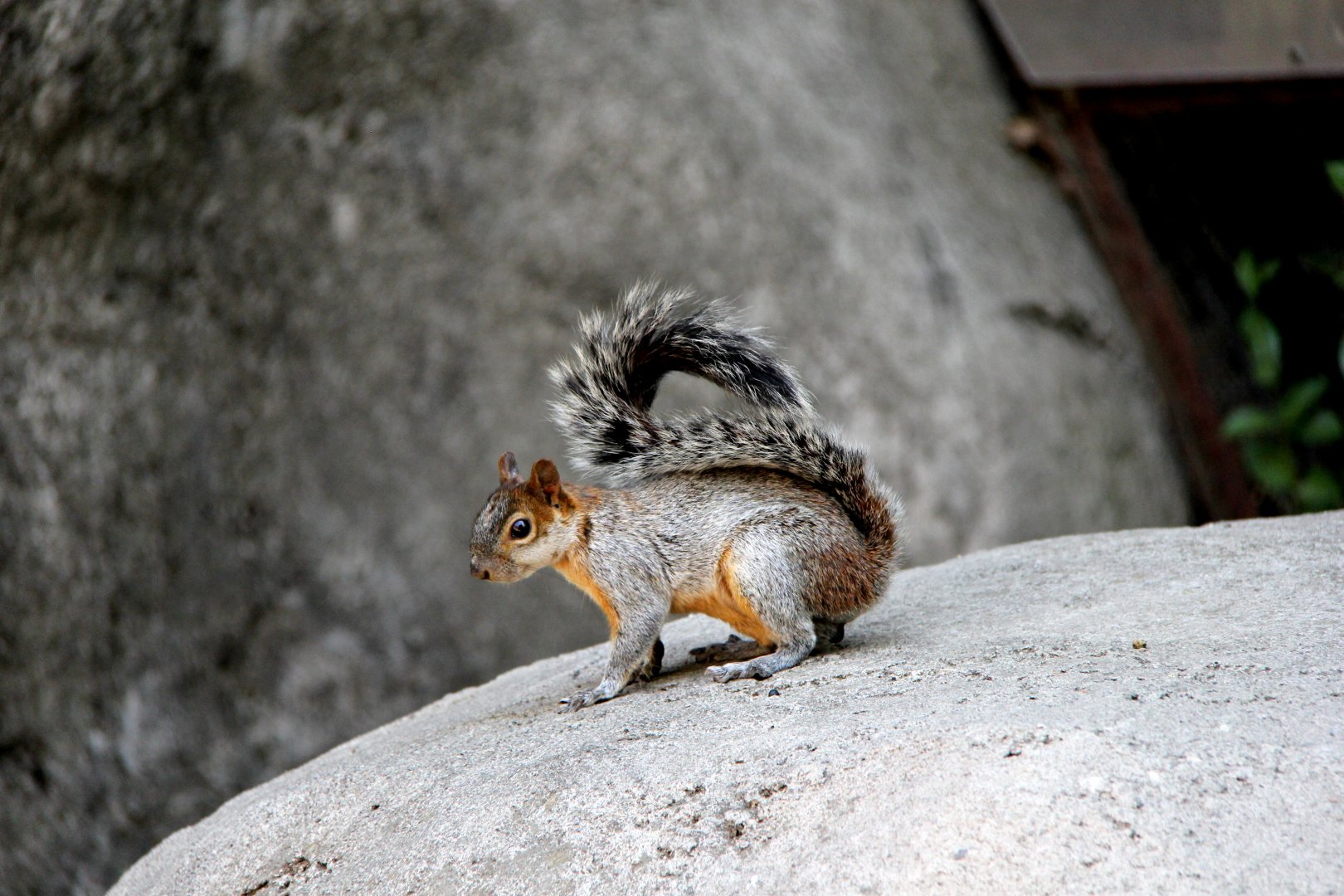 Mexican gray or red-bellied squirrel (Sciurus aureogaster)