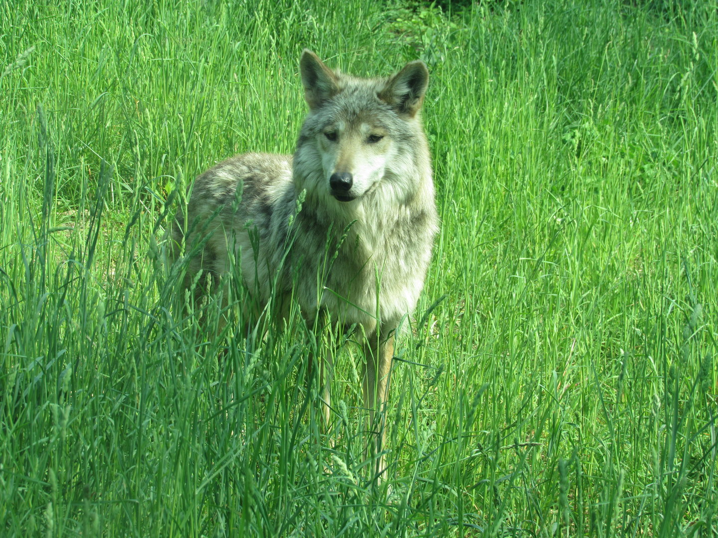 Mexican Gray Wolf - 5/17/23