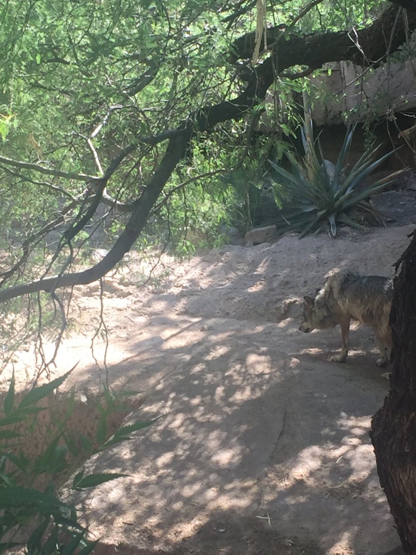 Mexican Gray Wolf 6-29-2018