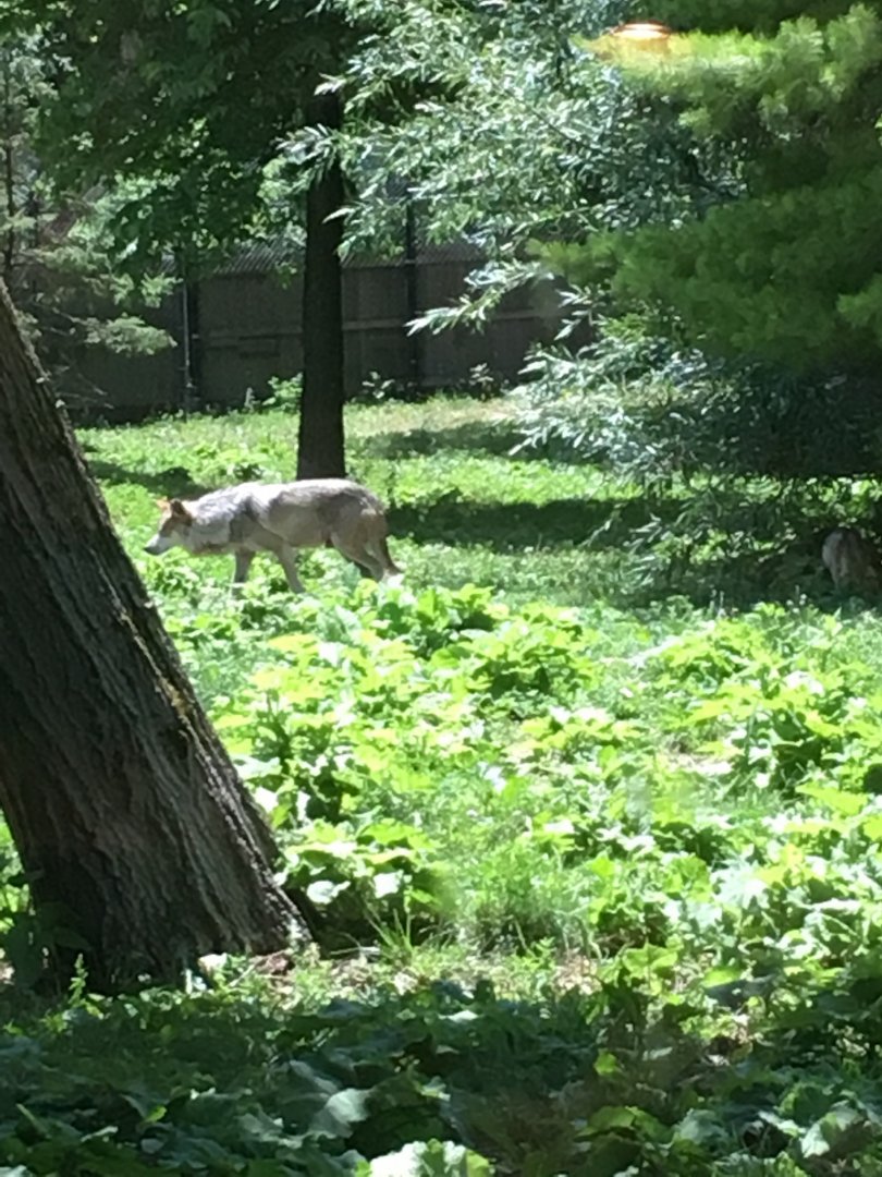 Mexican Gray Wolf | Brookfield Zoo