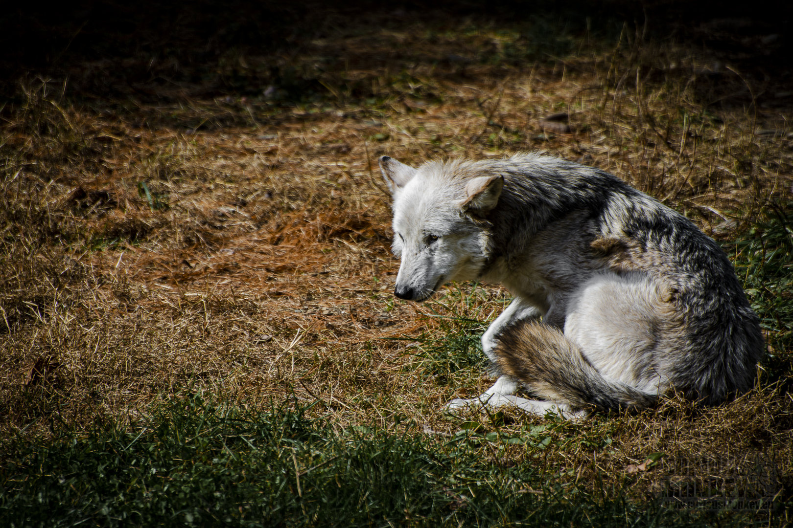 Mexican Gray Wolf (canis lupus baileyi) 11/19