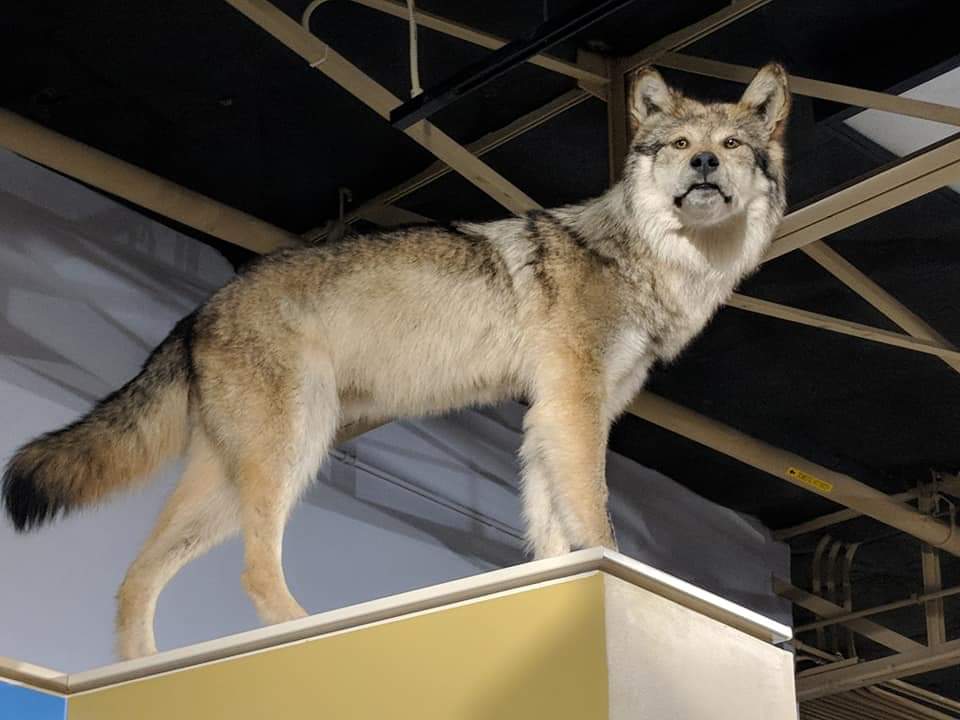 Mexican gray wolf (Canis lupus baileyi)