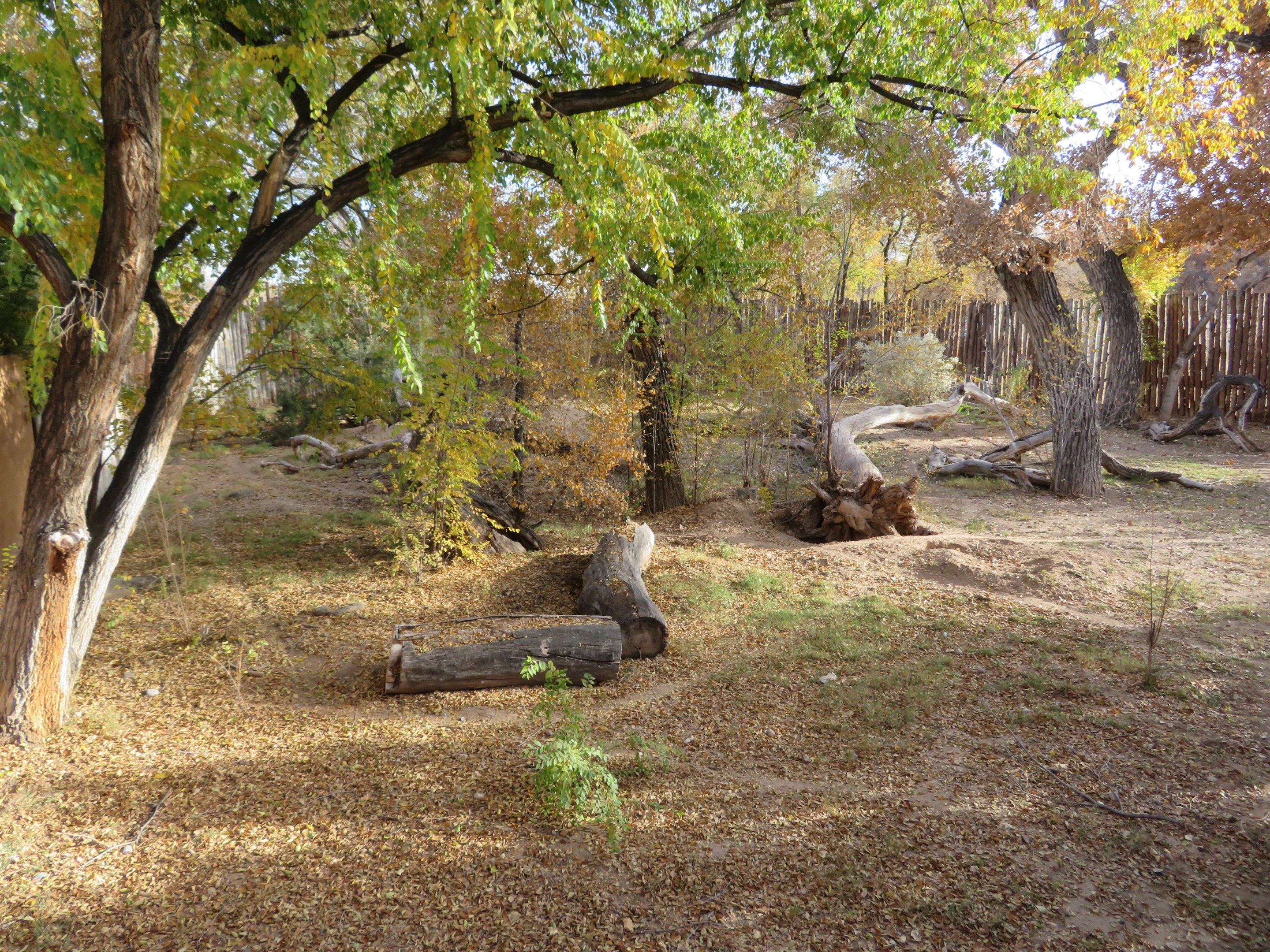 Mexican Gray Wolf Enclosure