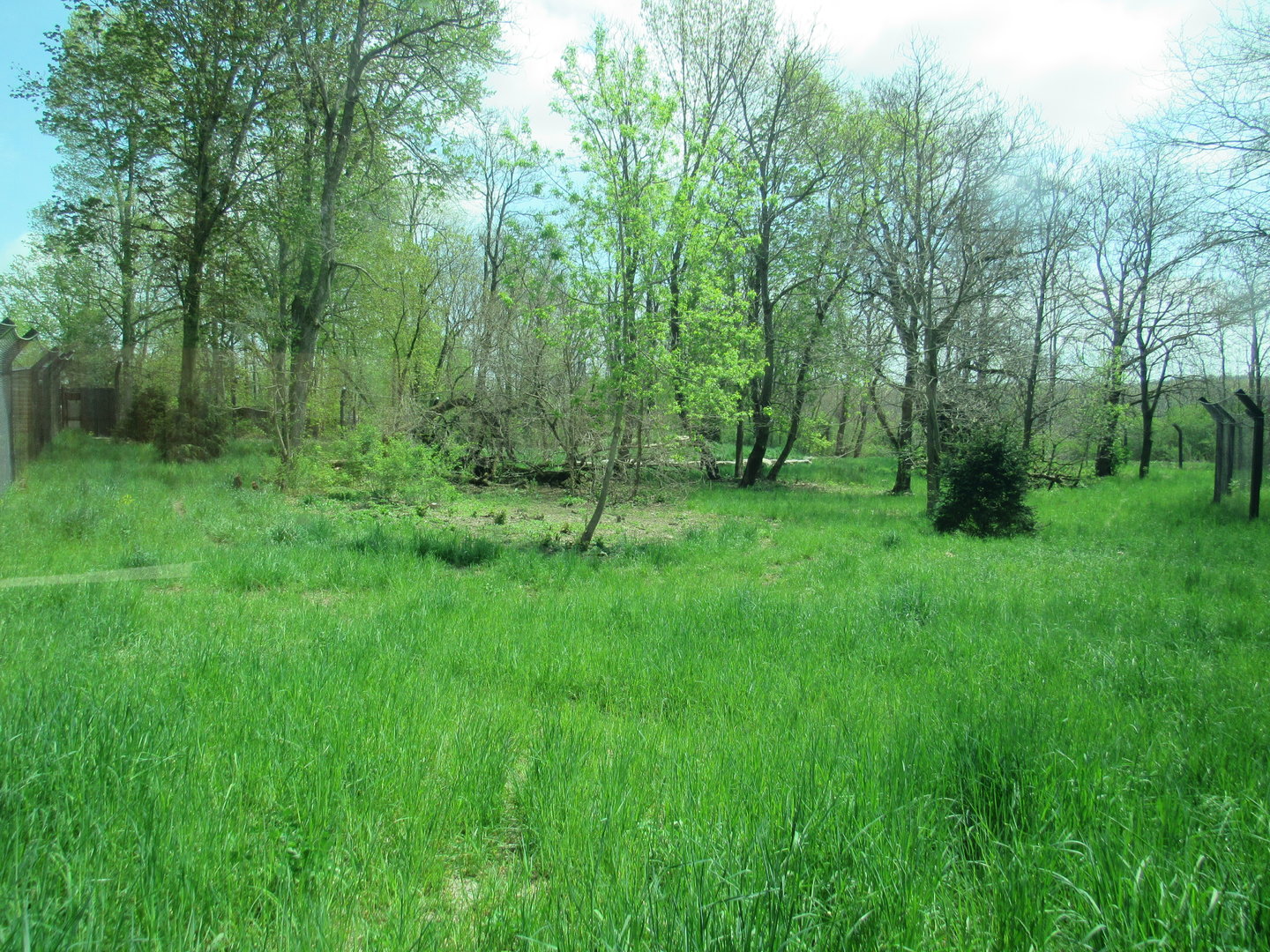 Mexican Gray Wolf Exhibit (New in 2021)