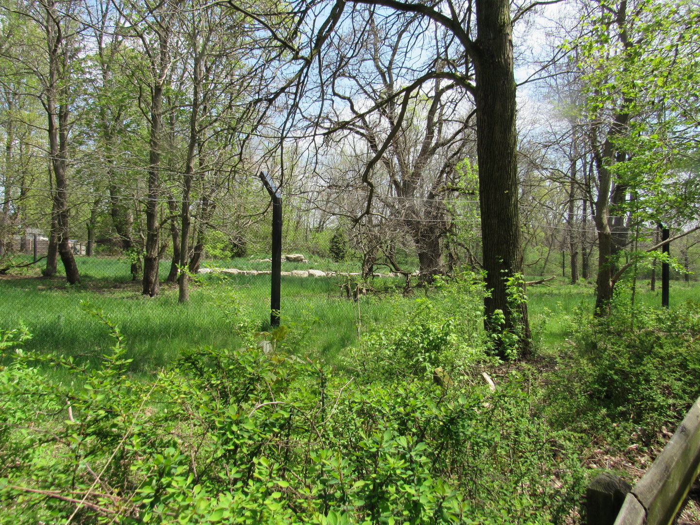 Mexican Gray Wolf Exhibit (Side trail view)