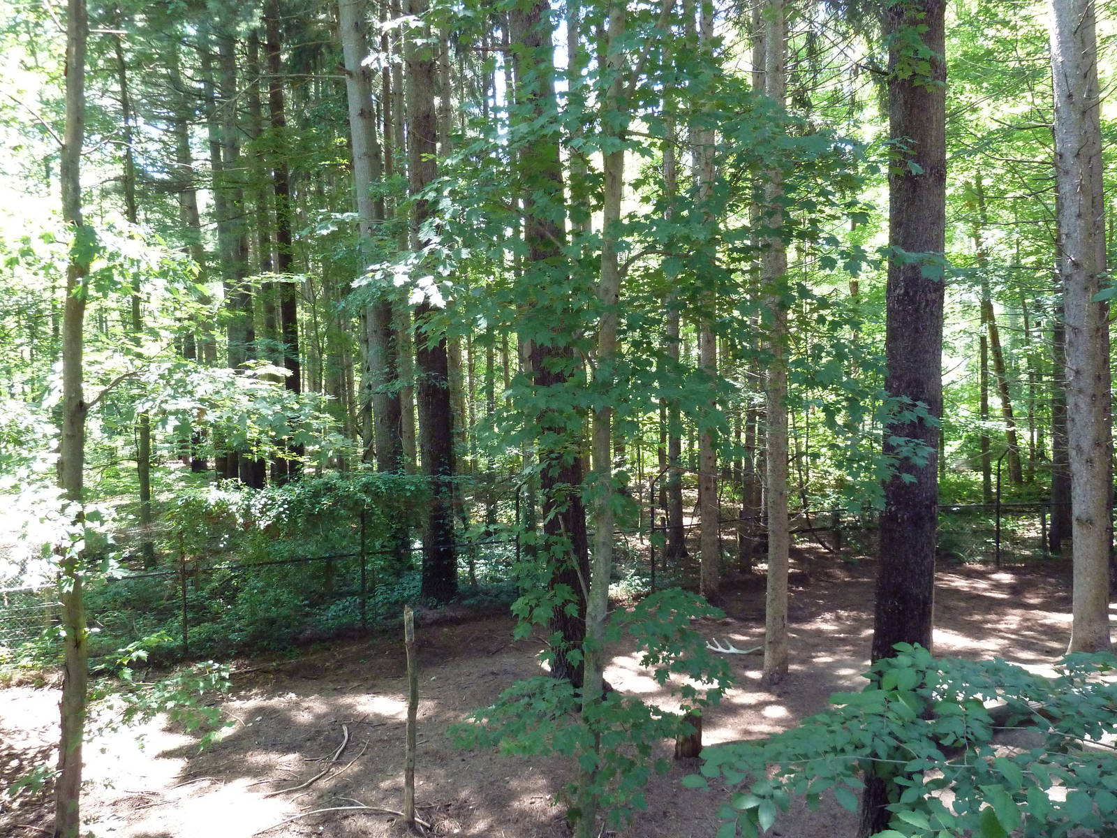 Mexican Gray Wolf Exhibit
