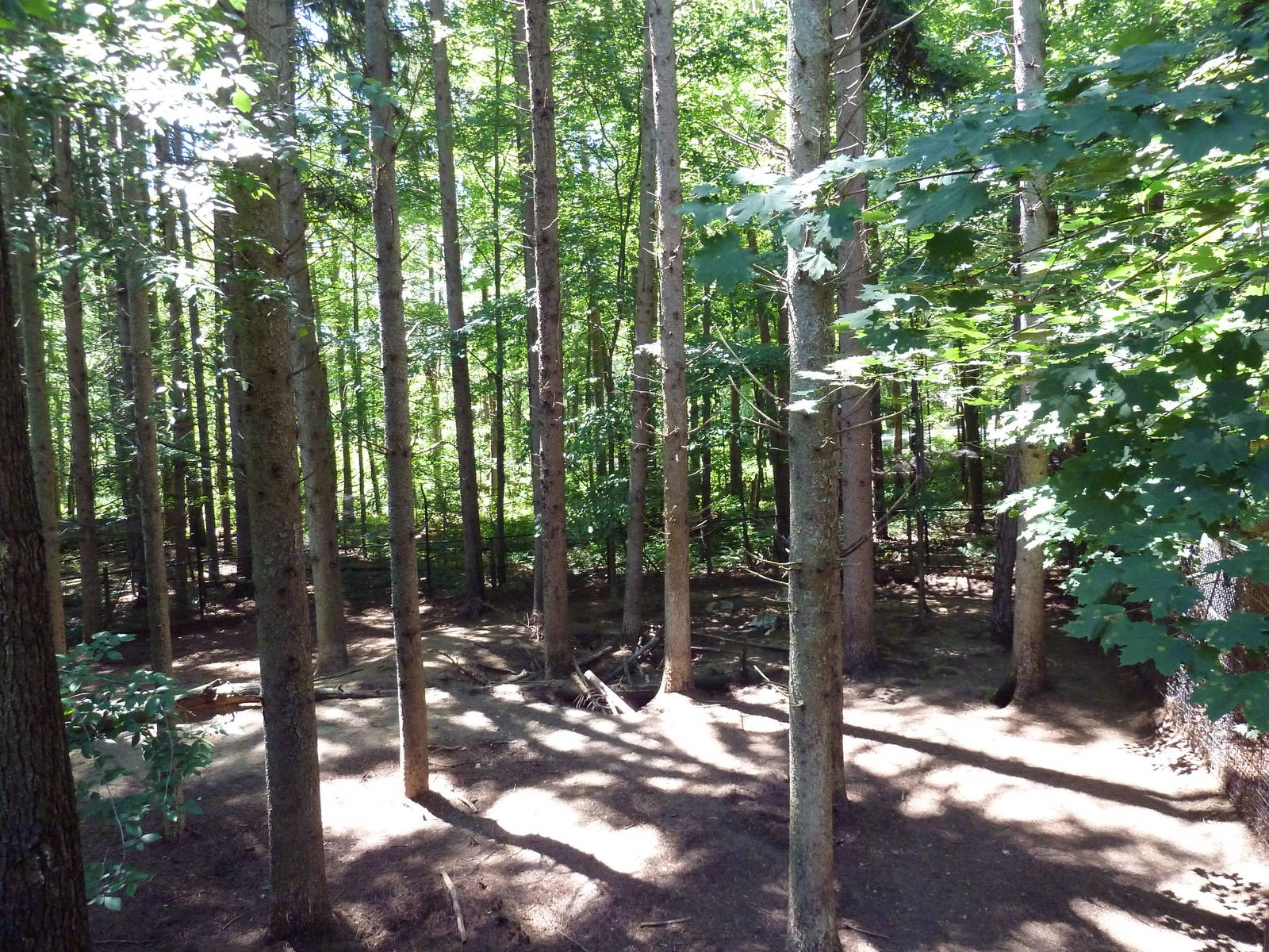 Mexican Gray Wolf Exhibit