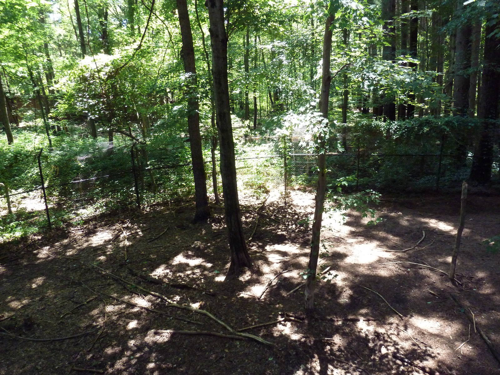 Mexican Gray Wolf Exhibit