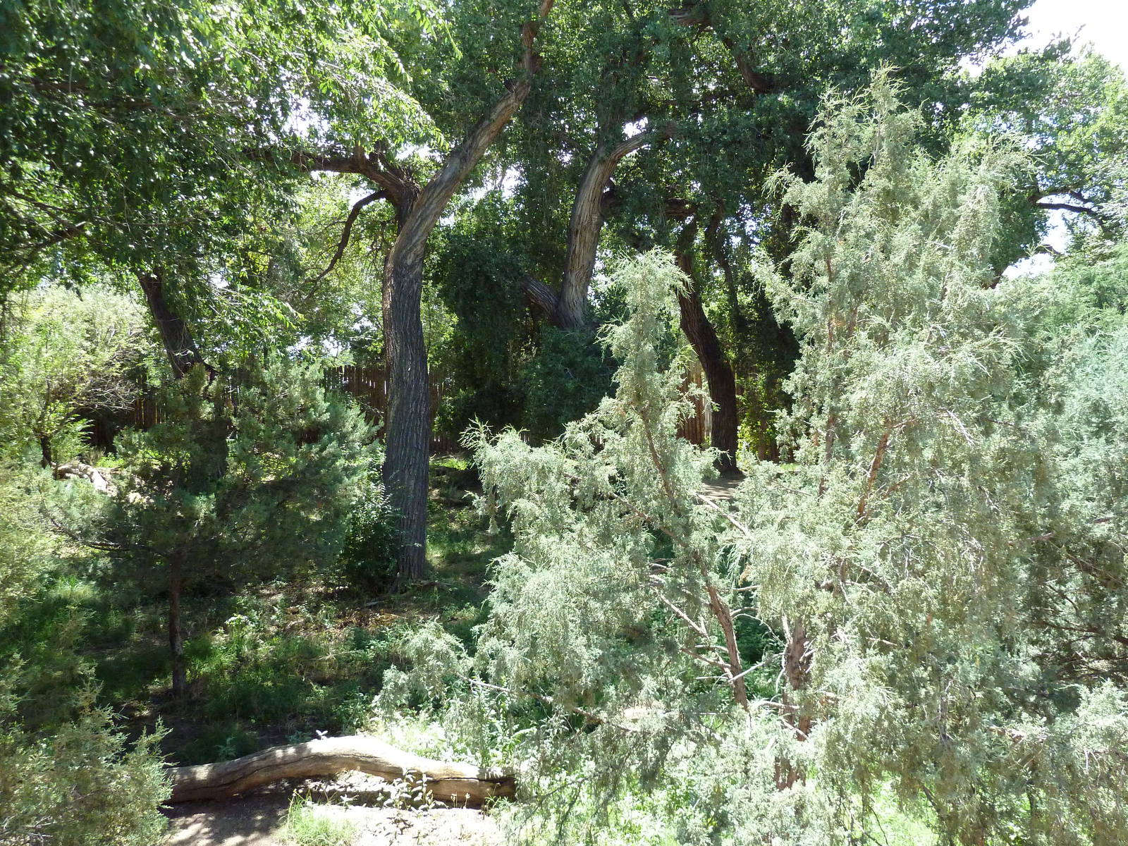 Mexican Gray Wolf Exhibit