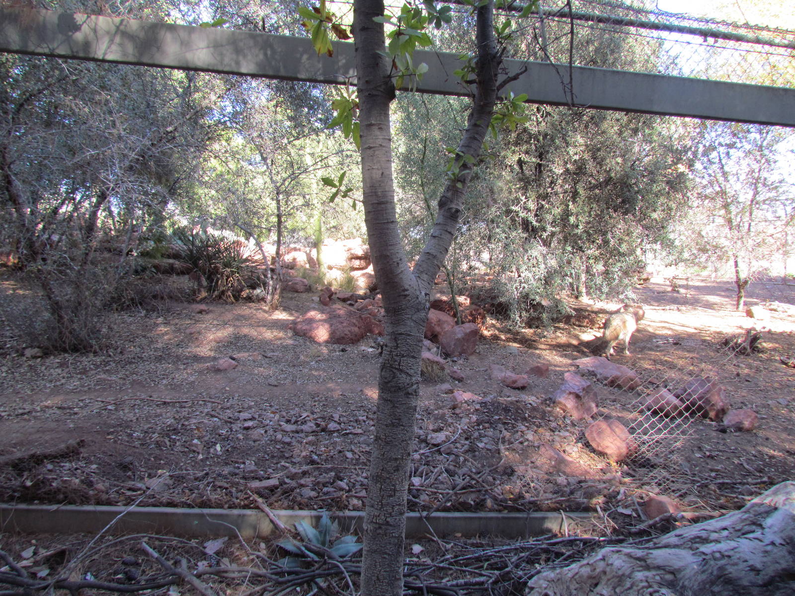 Mexican Gray Wolf Exhibit