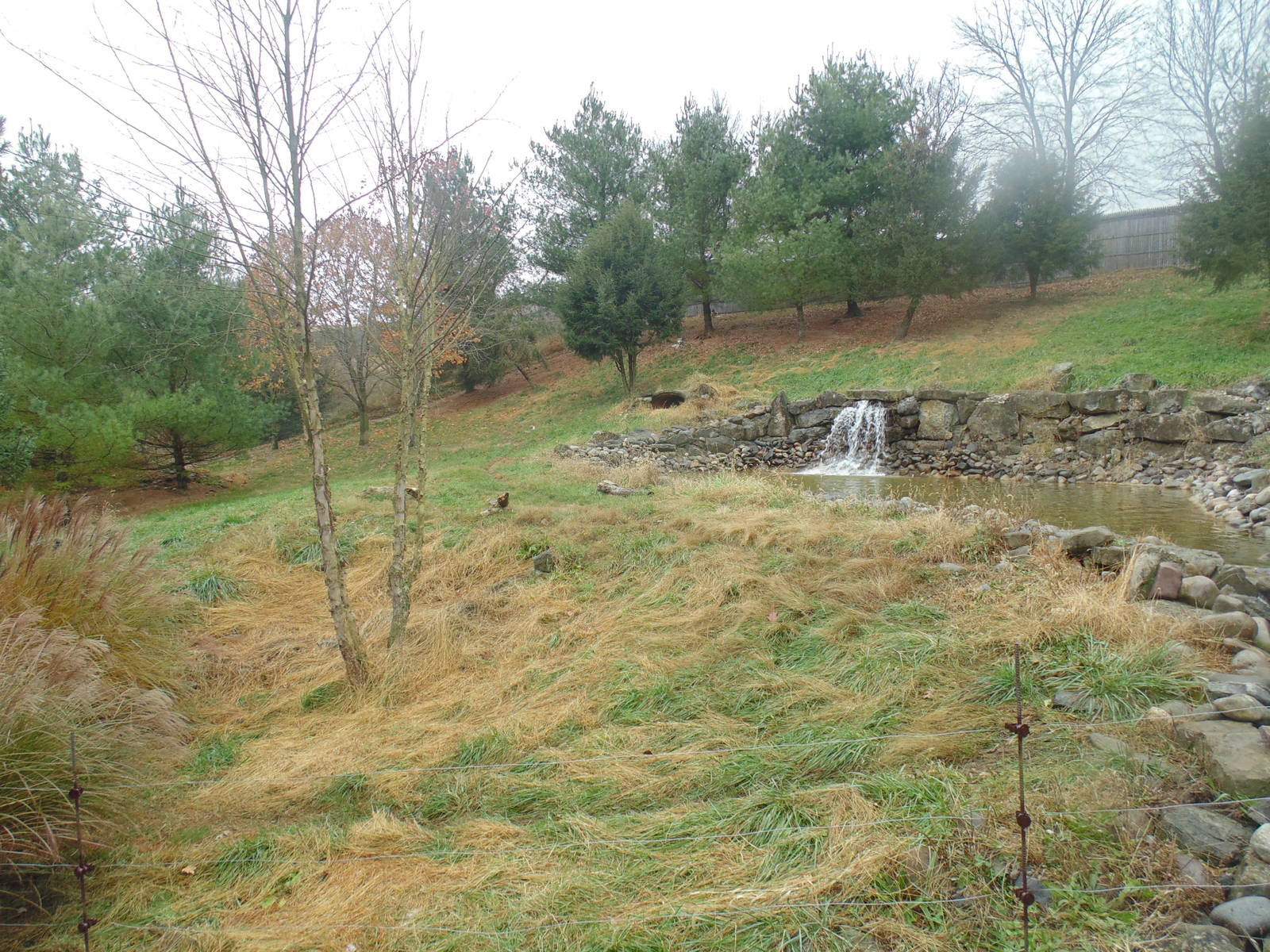 Mexican Gray Wolf Exhibit