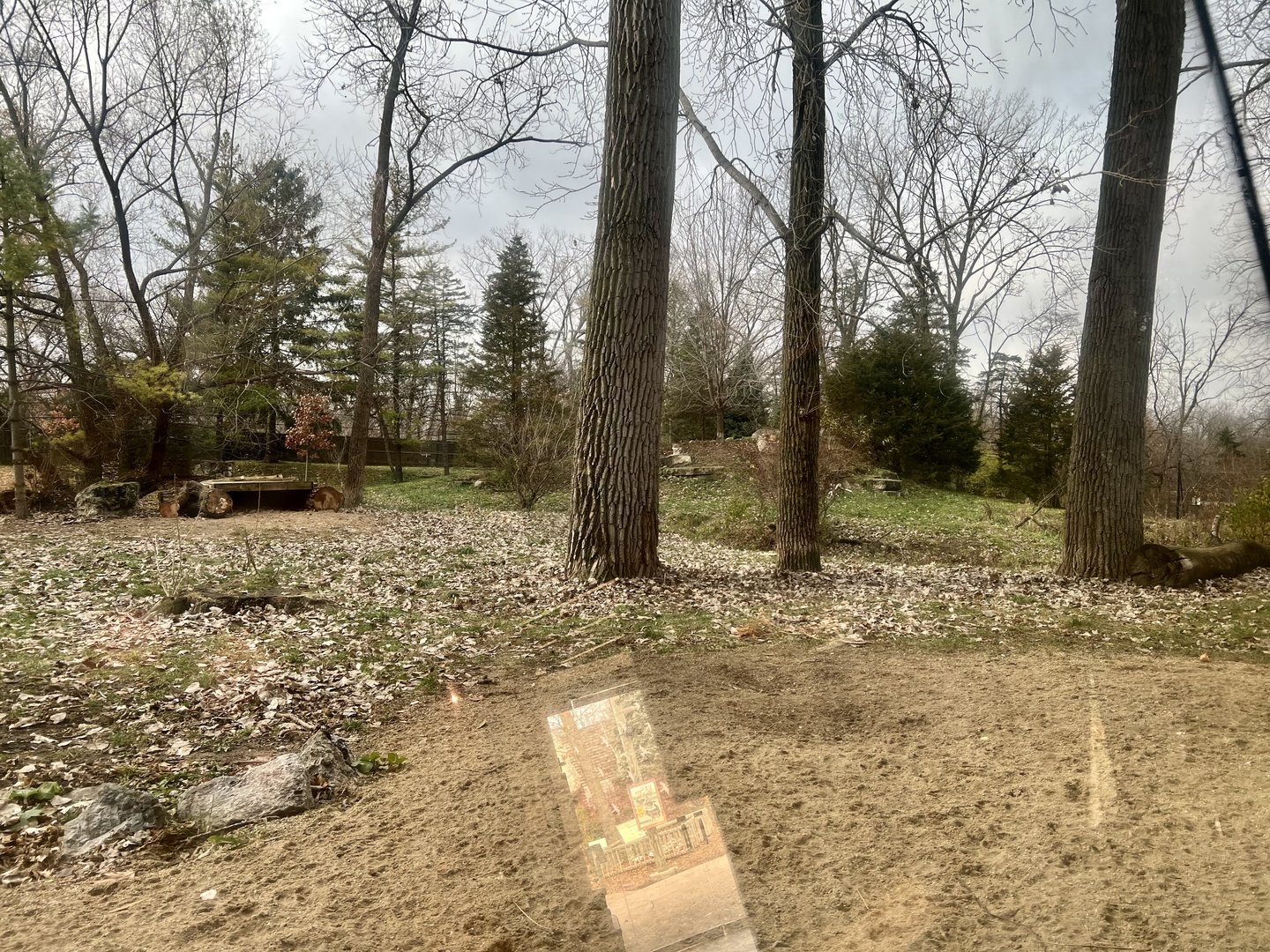Mexican Gray Wolf Exhibit