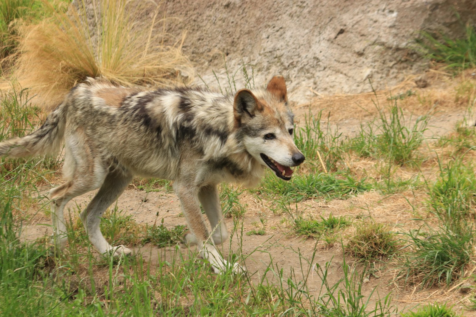 Mexican gray wolf (June 2019)