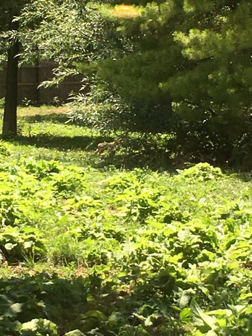 Mexican Gray Wolf Pup | Brookfield Zoo