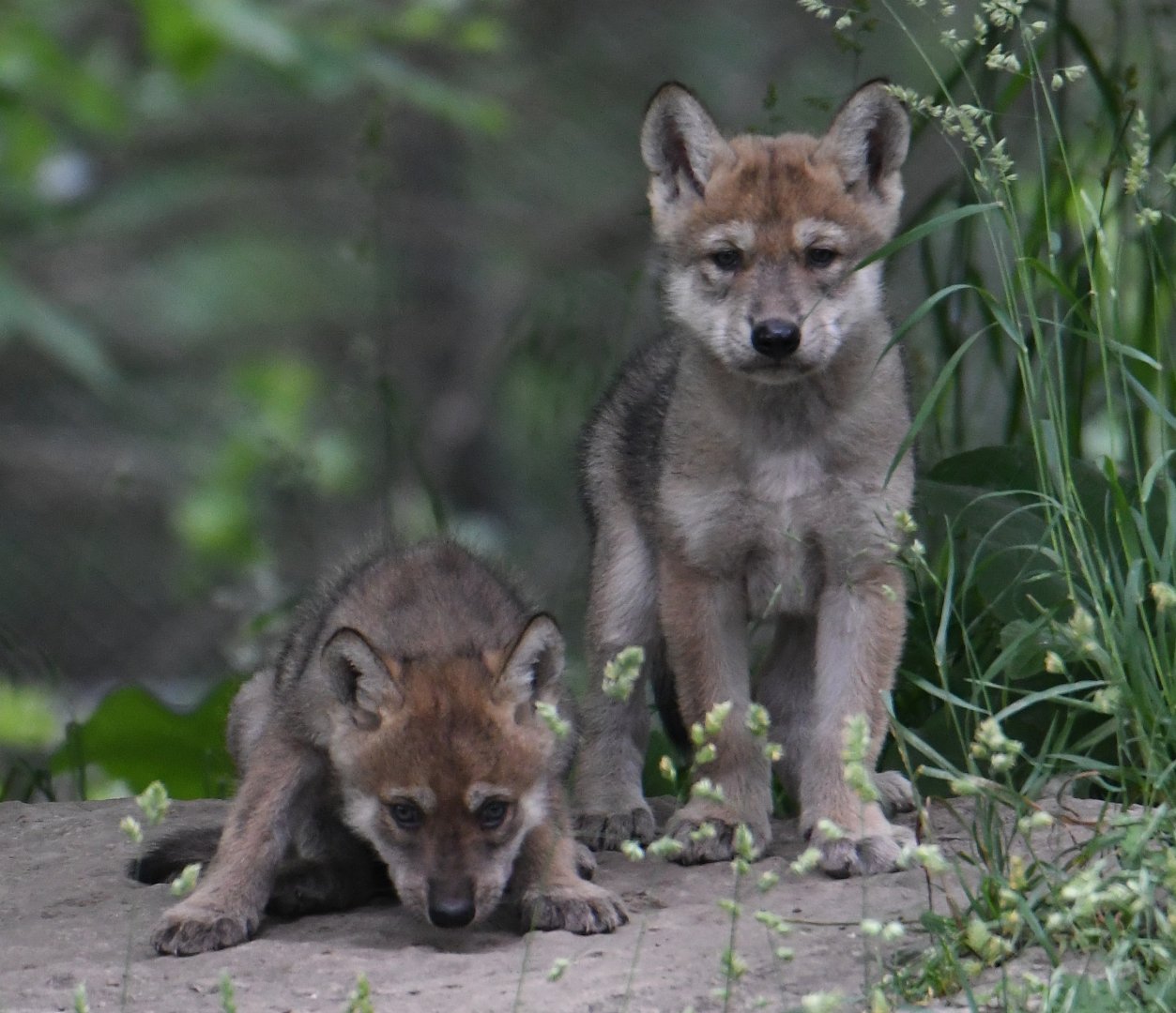 Mexican gray wolf pups