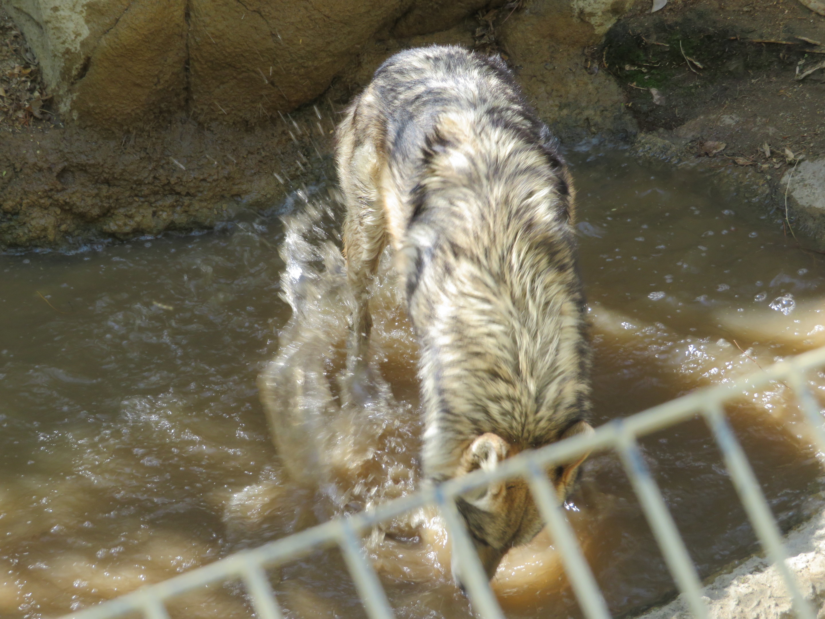 Mexican Gray Wolf Splashing