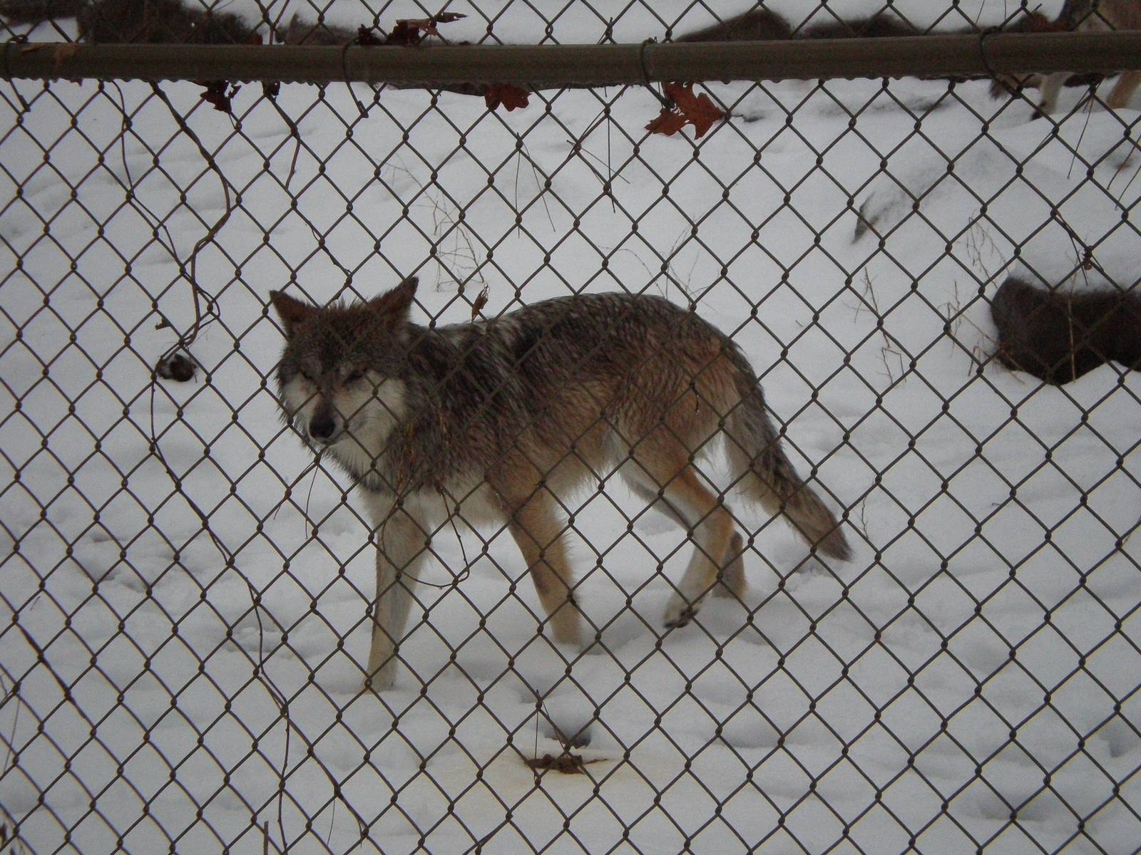 Mexican Gray Wolf- Stone Zoo JAN08