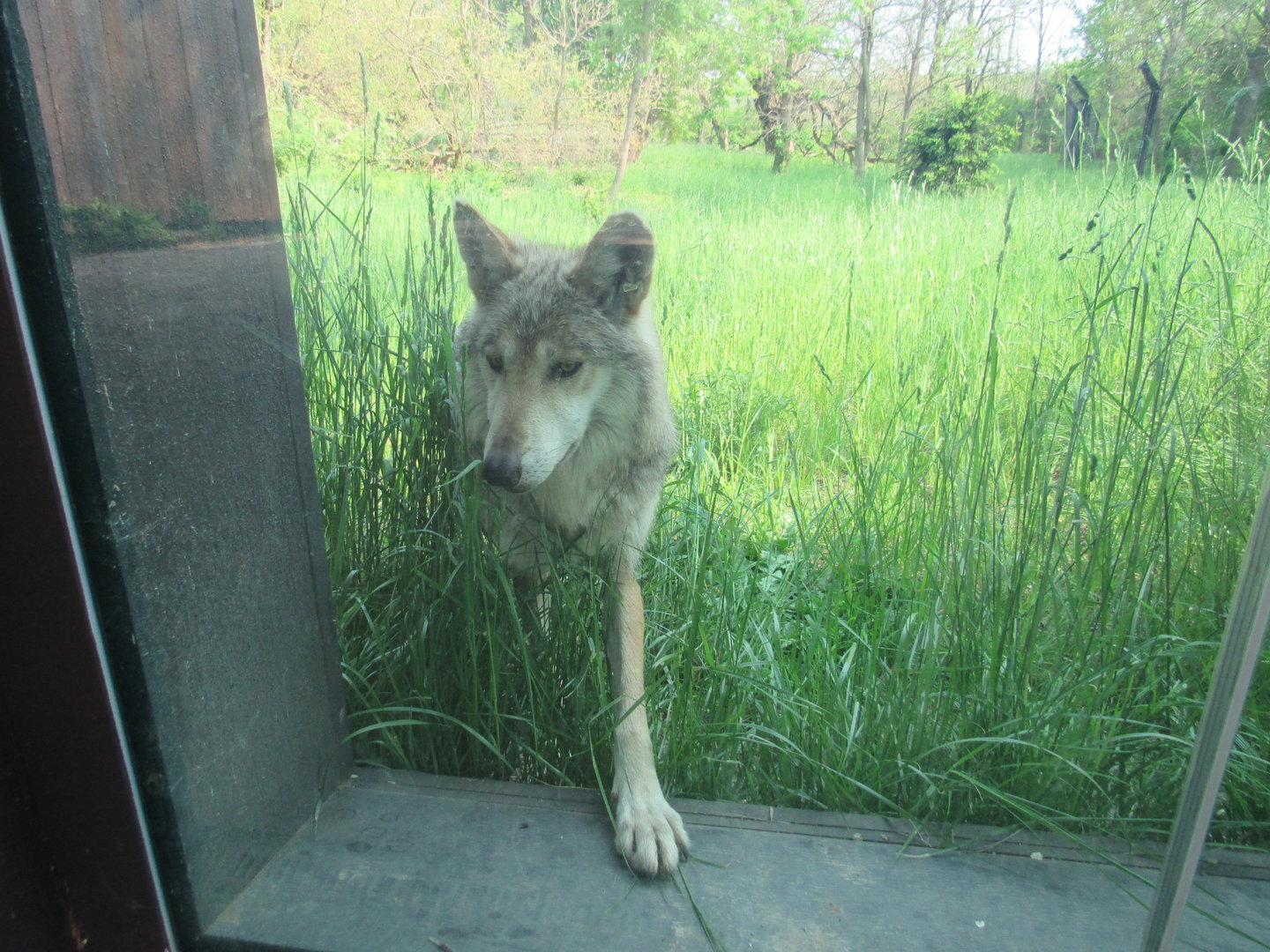 Mexican Gray Wolf up at the glass - 5/17/23