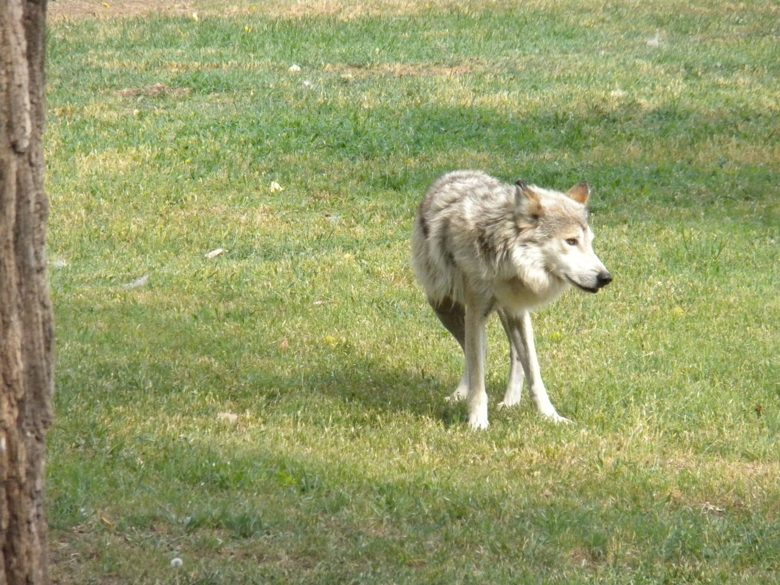 Mexican Gray Wolf