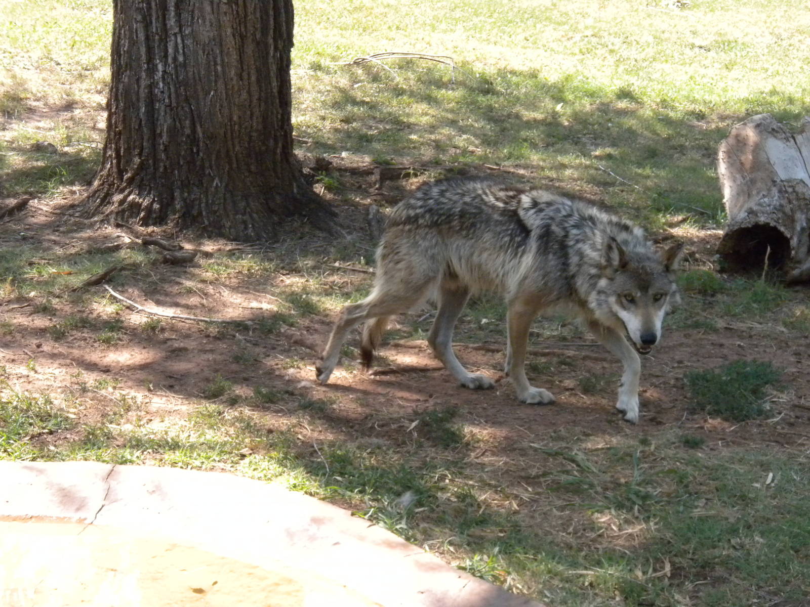 Mexican Gray Wolf