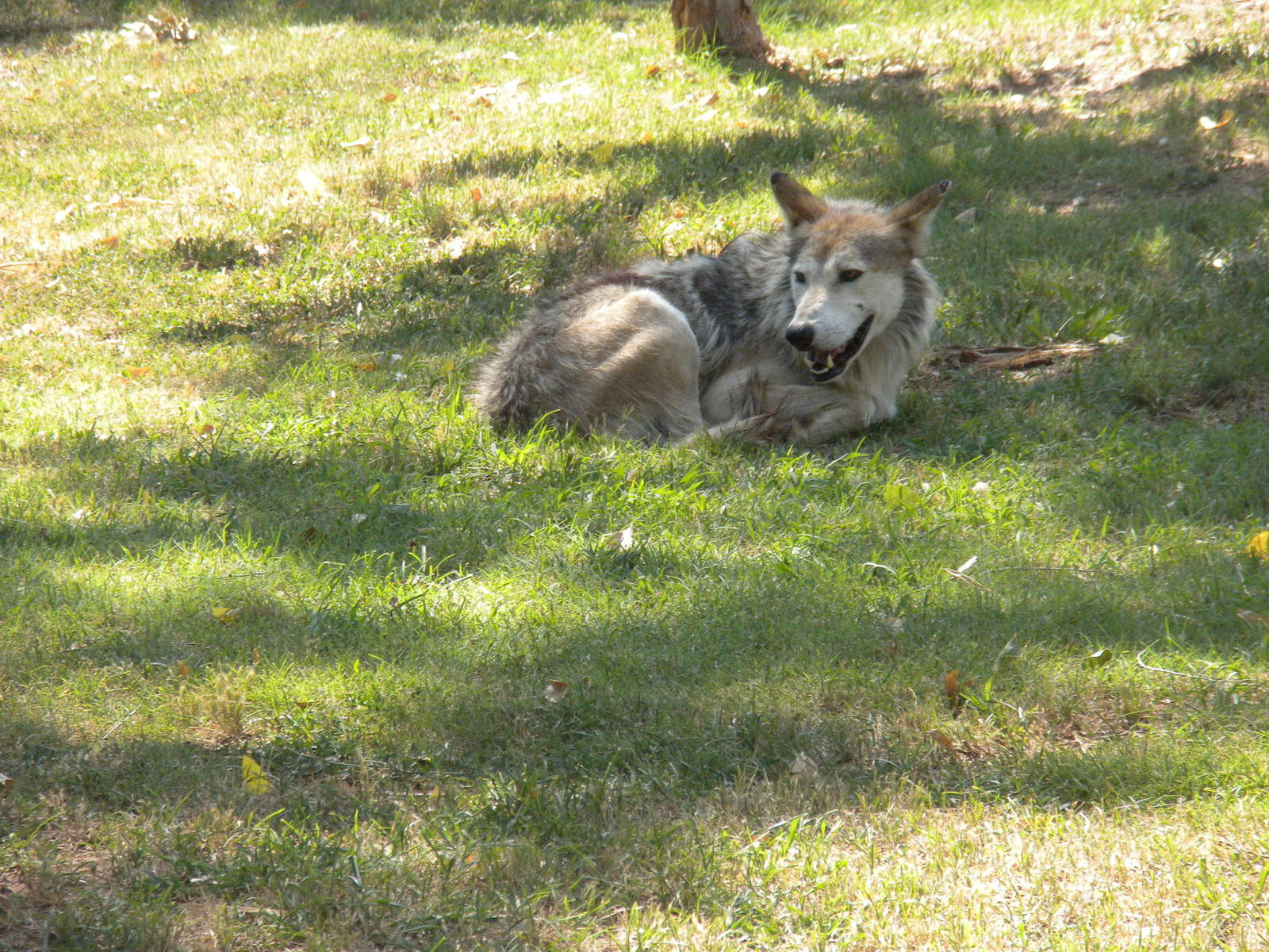 Mexican Gray Wolf