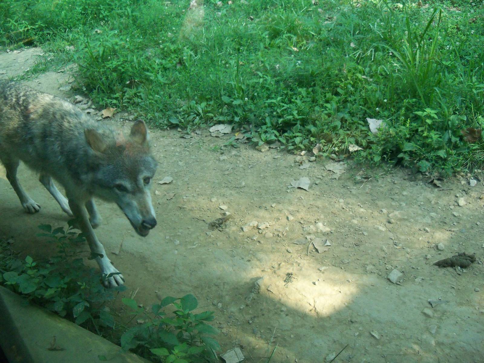 Mexican Gray Wolf