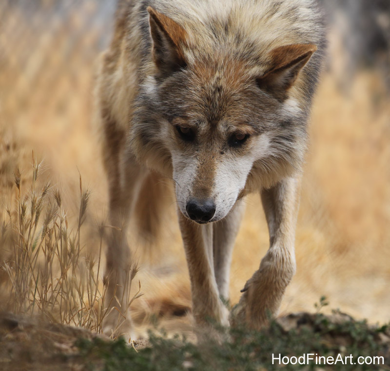 Mexican gray wolf