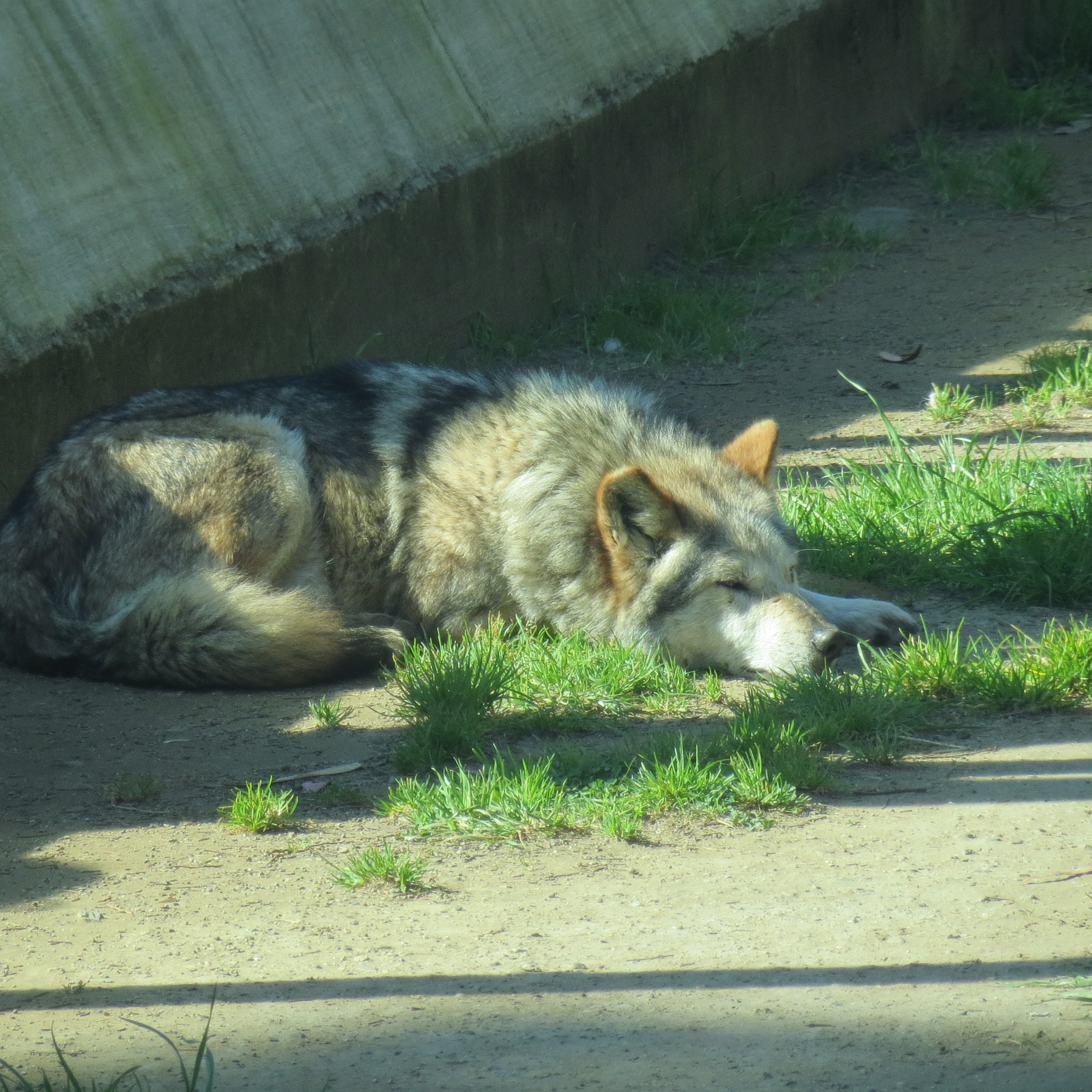 Mexican Gray Wolf