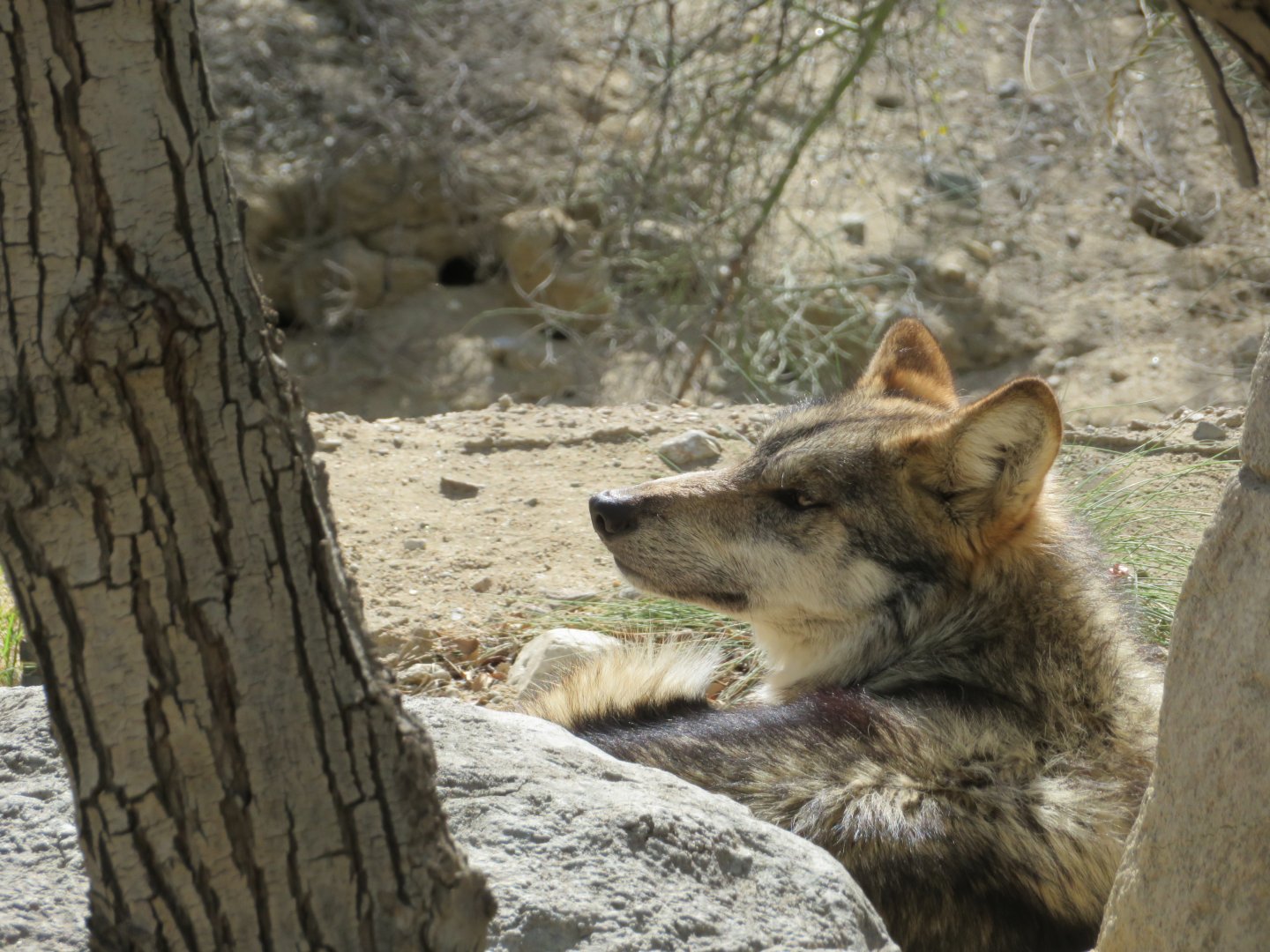 Mexican Gray Wolf