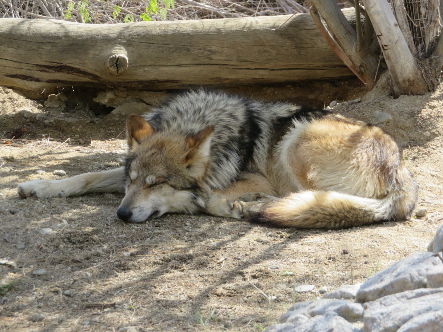 Mexican Gray Wolf