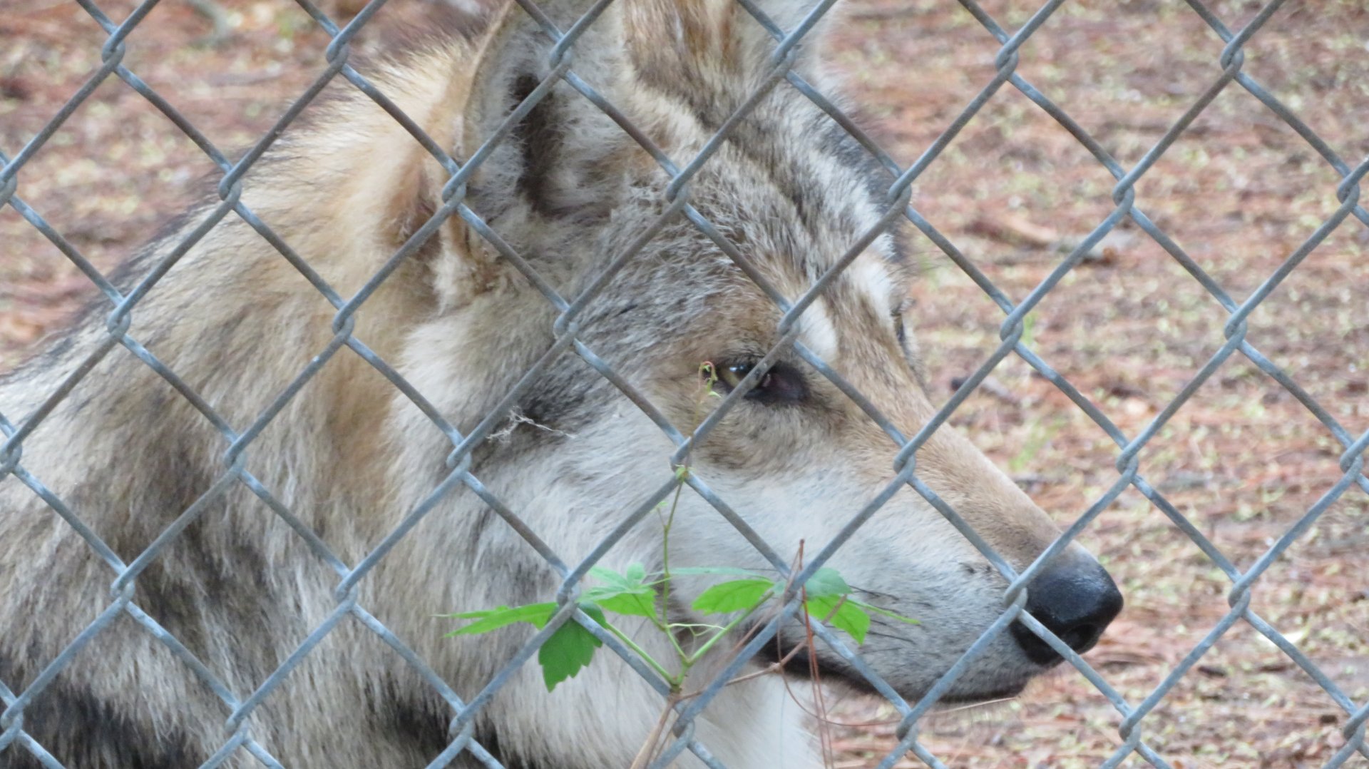 Mexican Gray Wolf