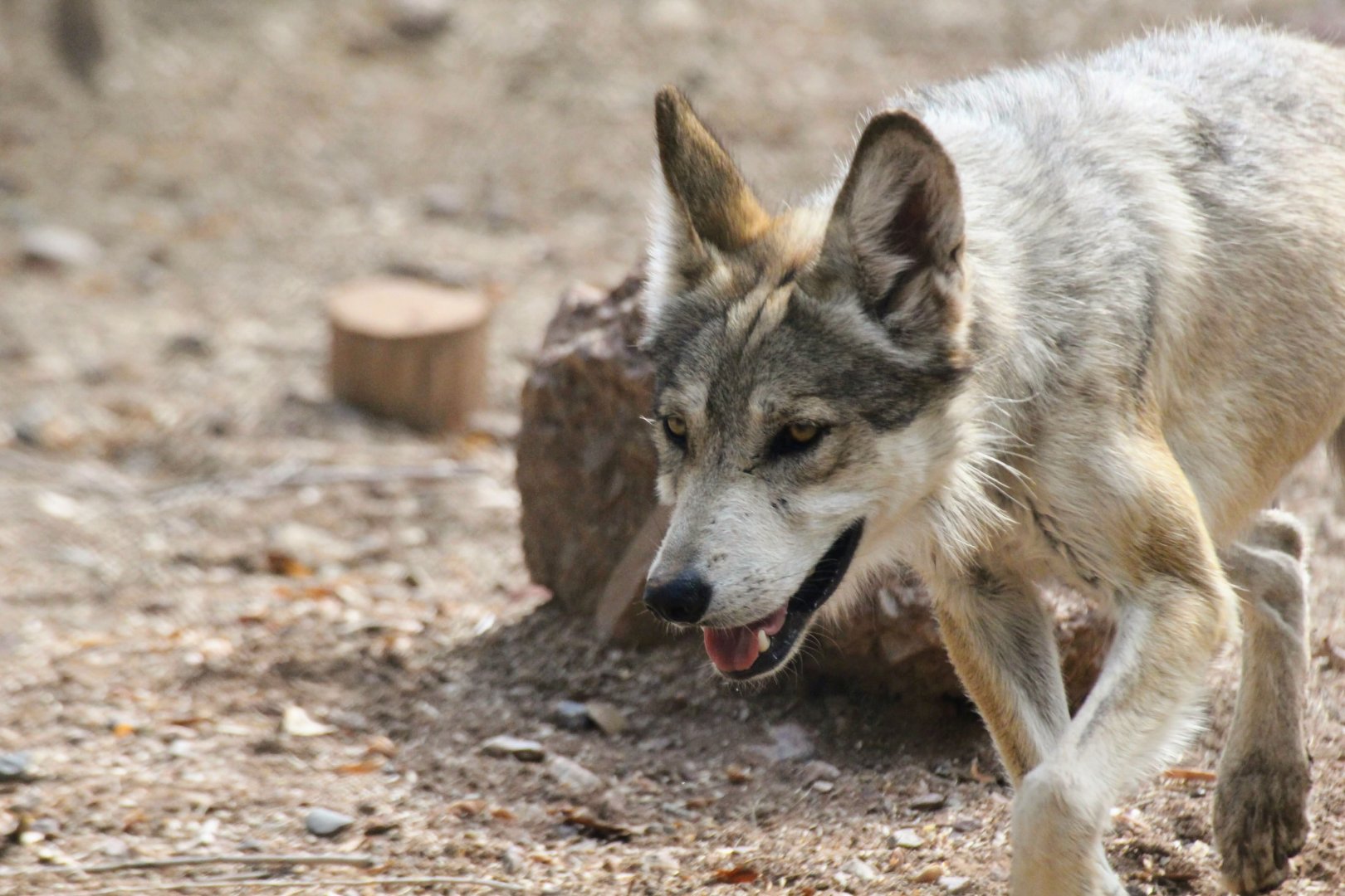 Mexican Gray Wolf
