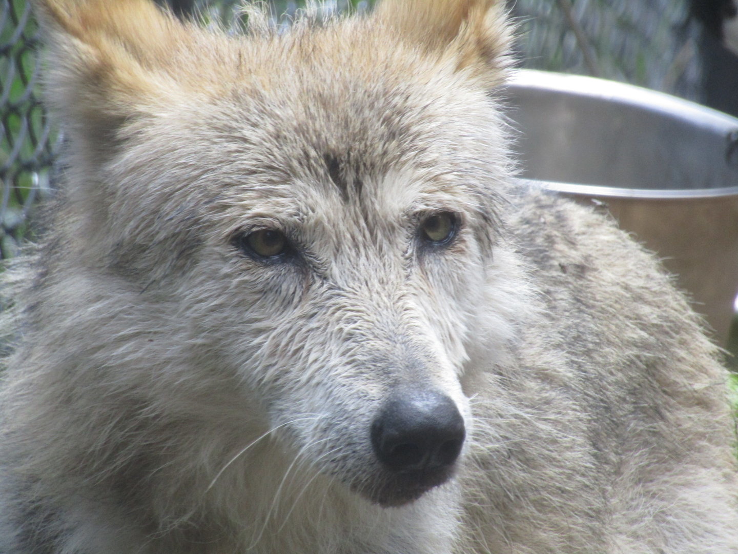 Mexican Gray Wolf