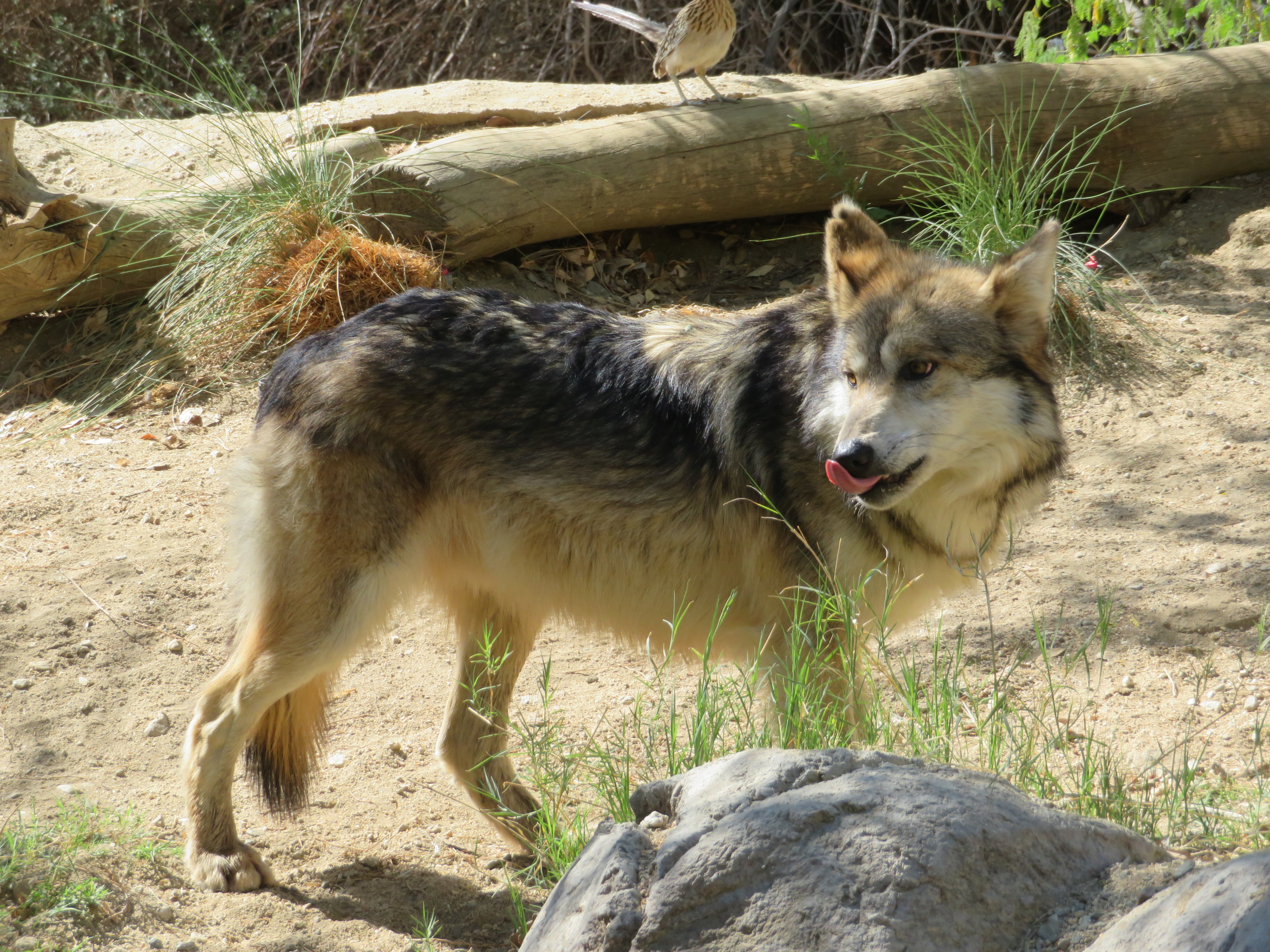 Mexican Gray Wolf