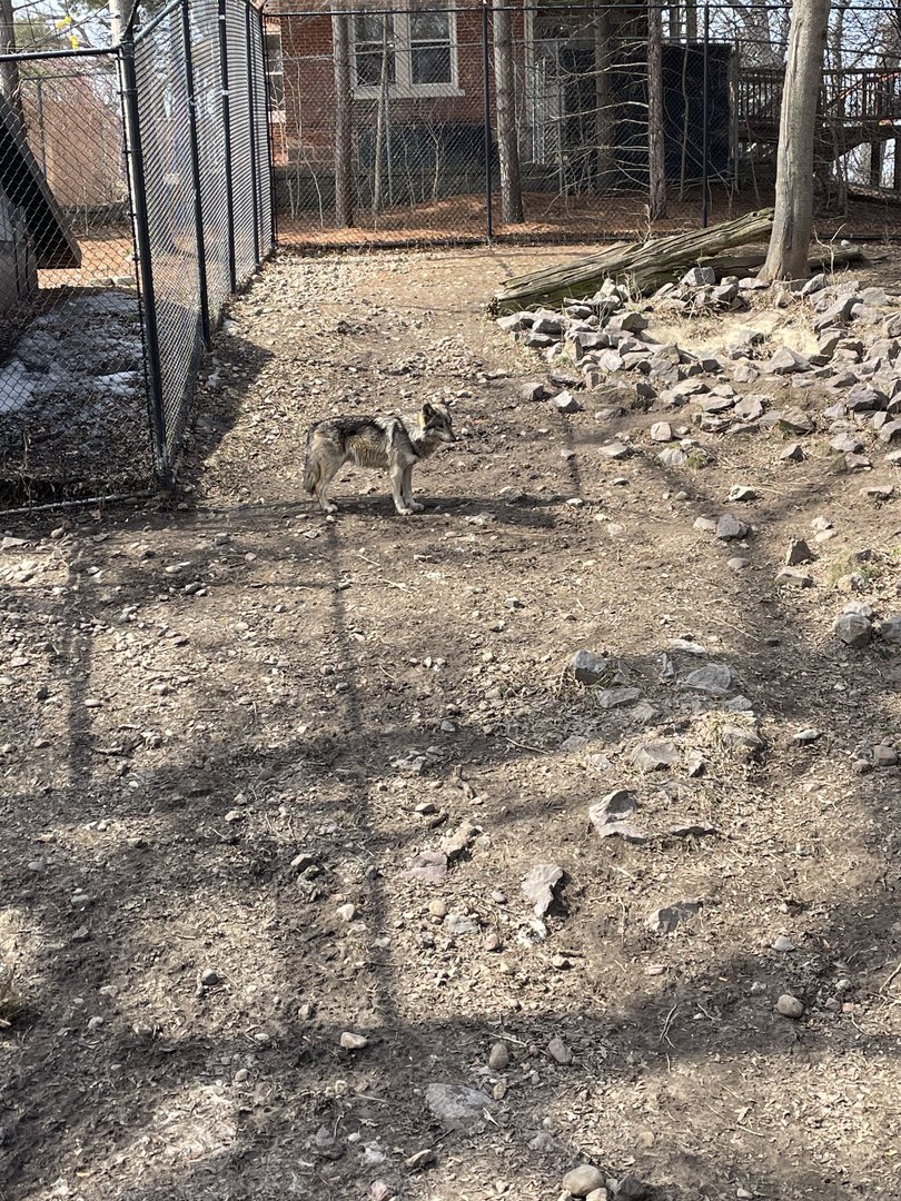 Mexican Gray Wolf