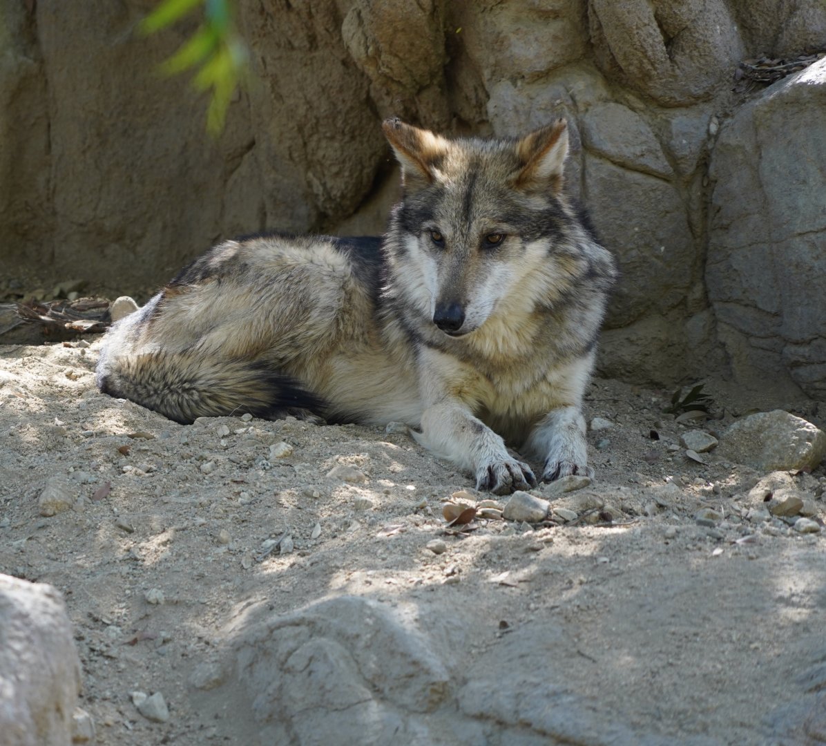 Mexican gray wolf