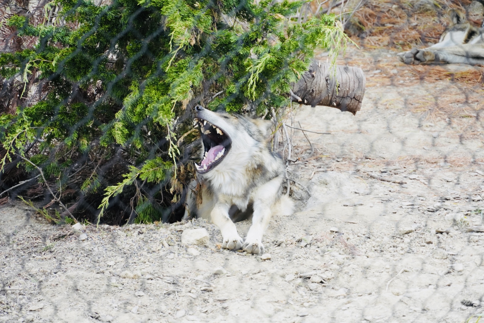 Mexican Gray Wolf