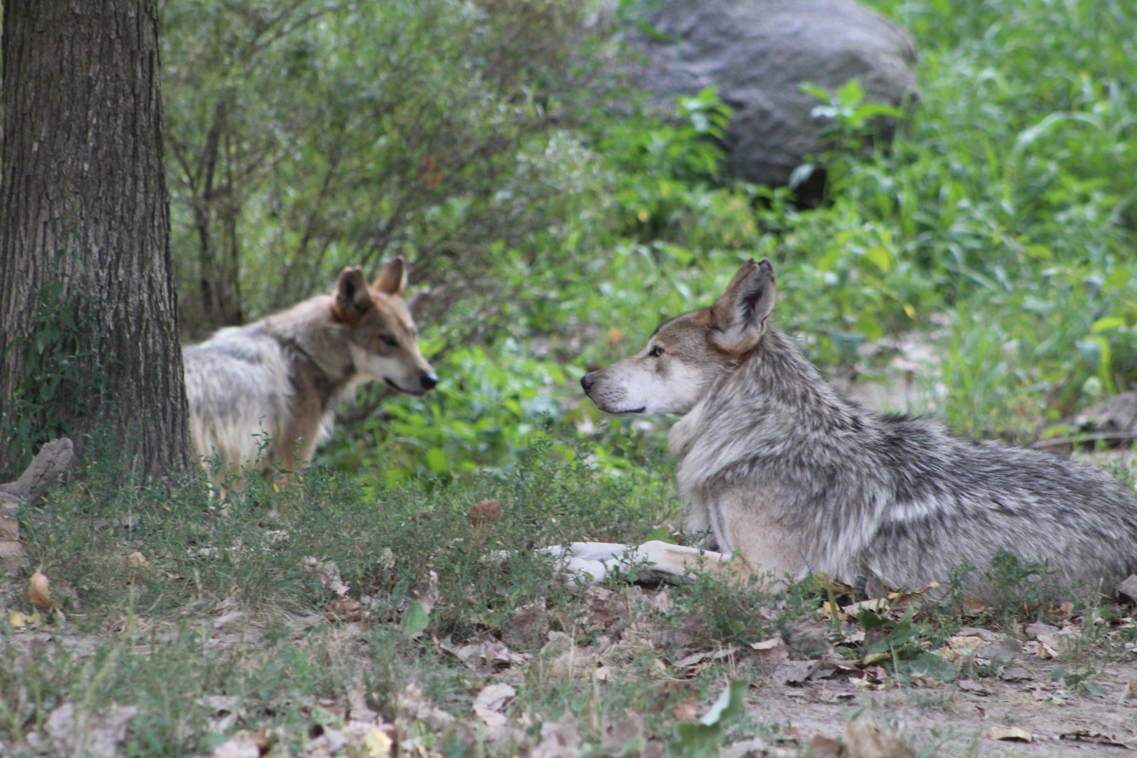 Mexican Gray Wolves - Great Bear Wilderness