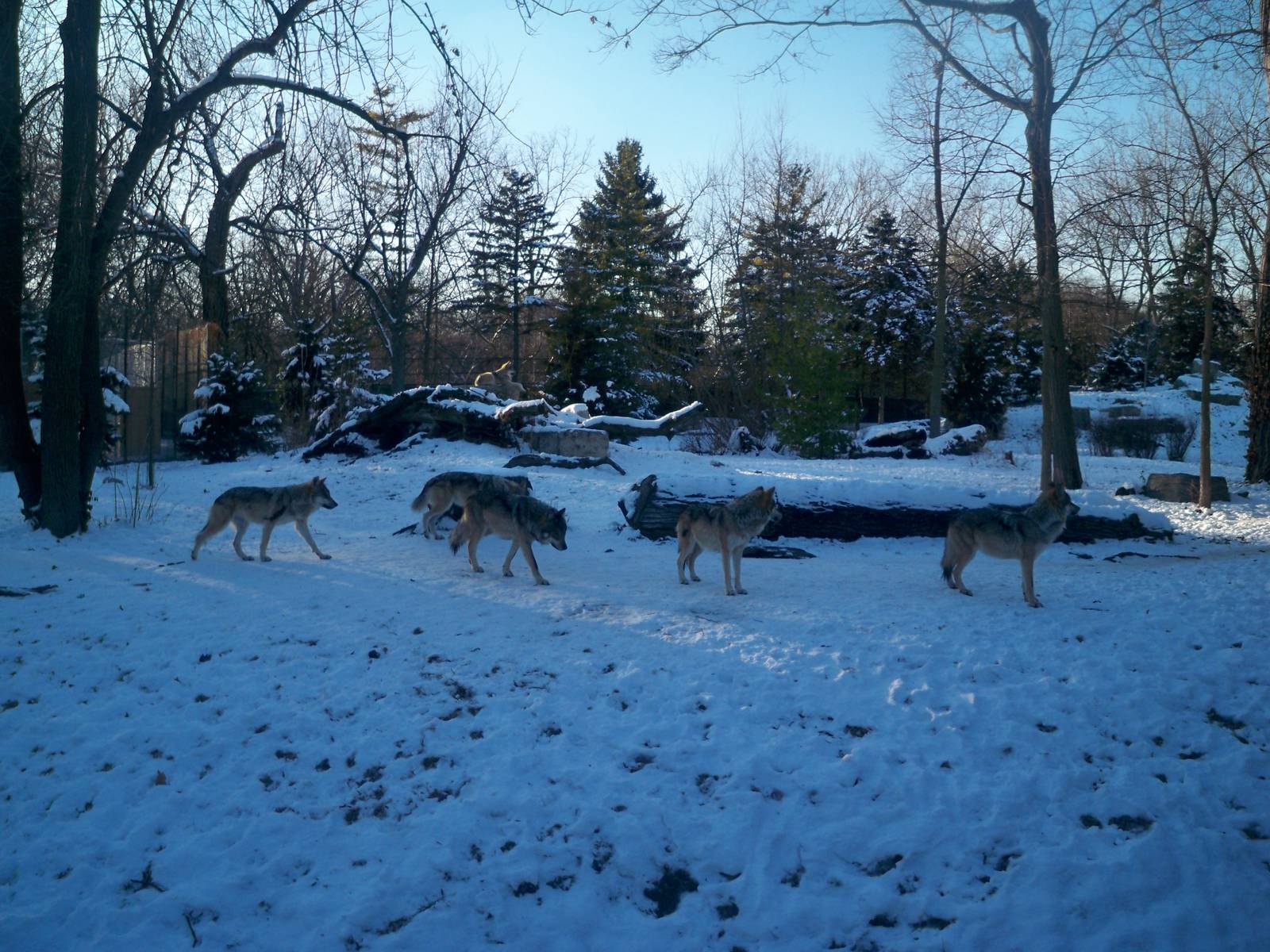 Mexican Gray Wolves in Winter