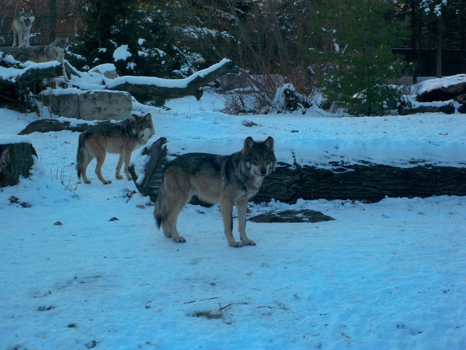 Mexican Gray Wolves