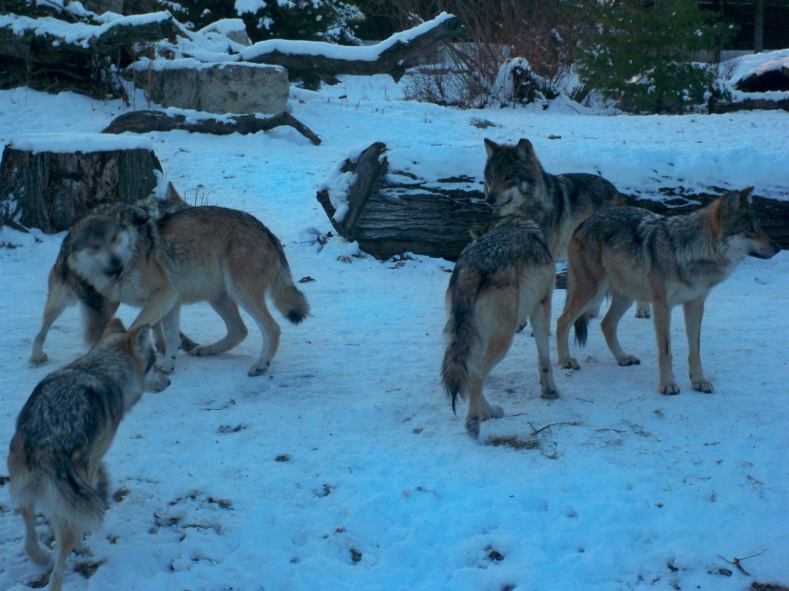 Mexican Gray Wolves