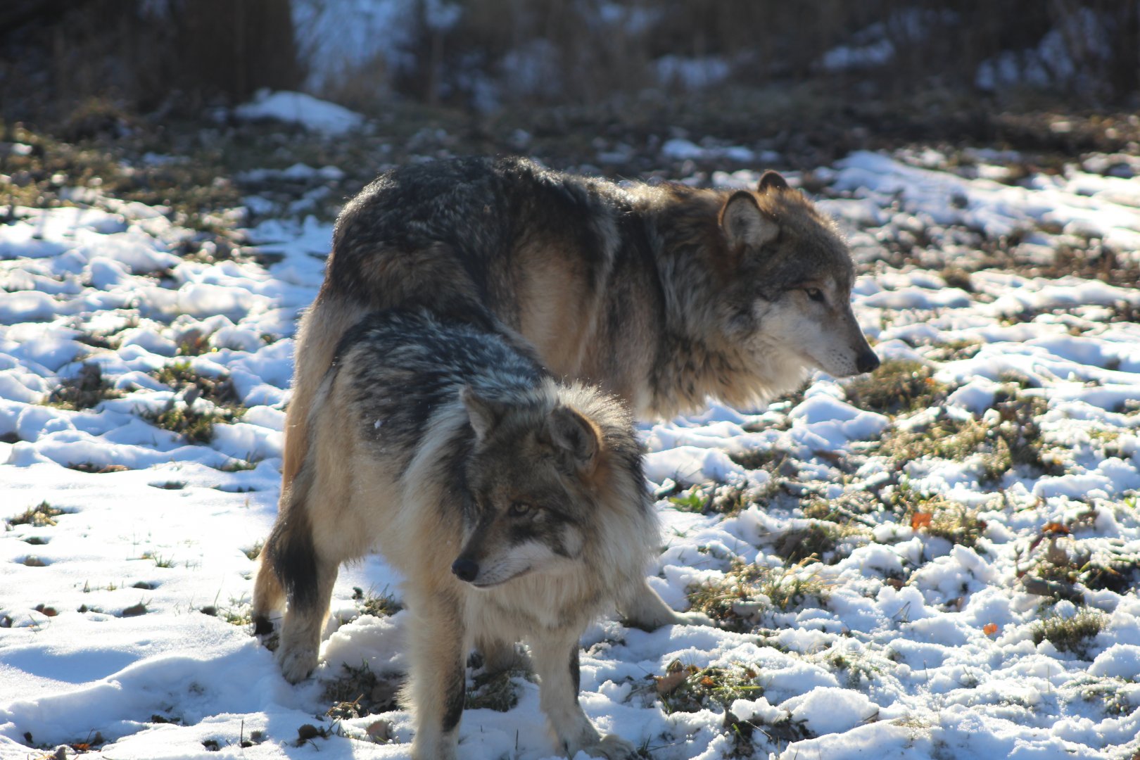 Mexican Gray Wolves