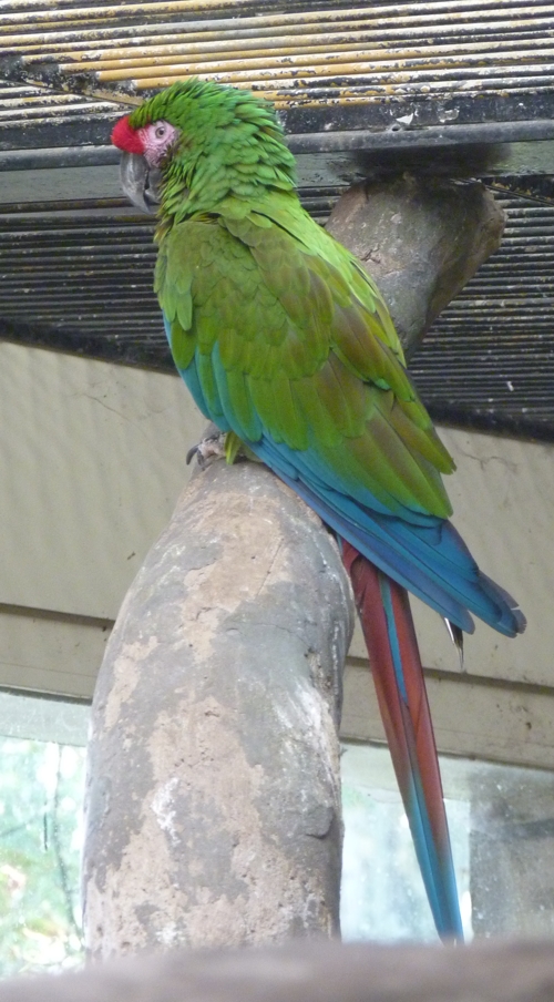 Mexican green military macaw (Ara militaris ssp. mexicana)