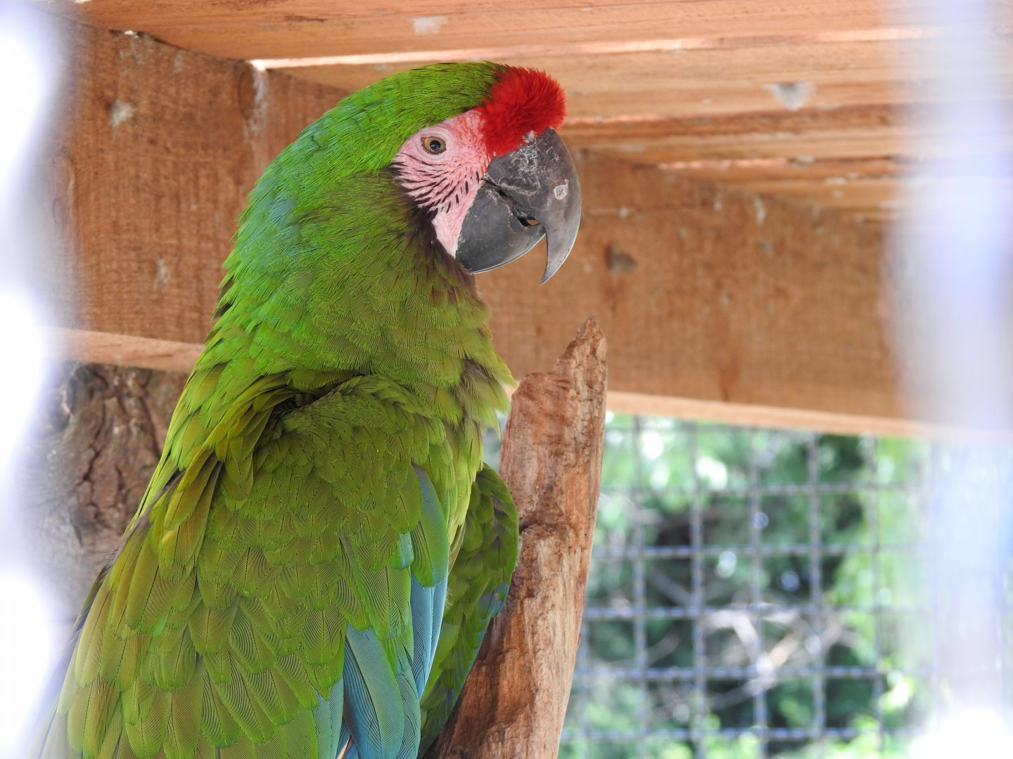 Mexican green military macaw