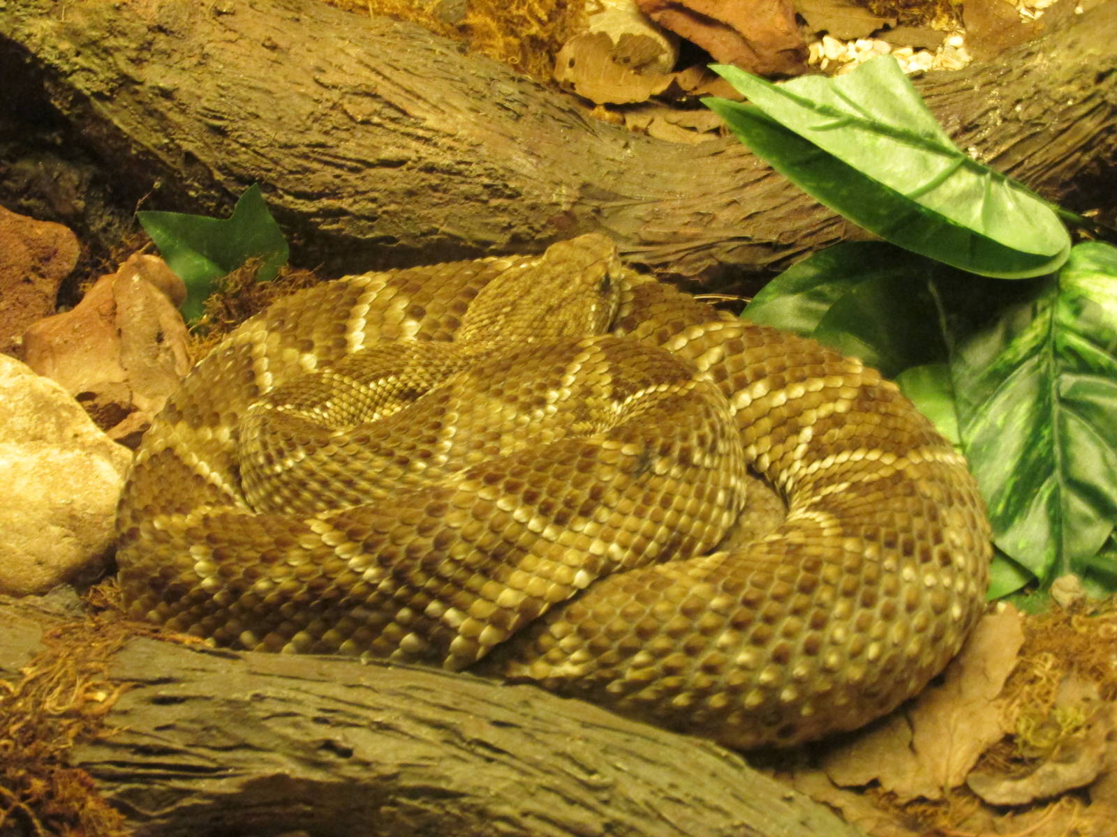 mexican green rattlesnake chapultepec zoo