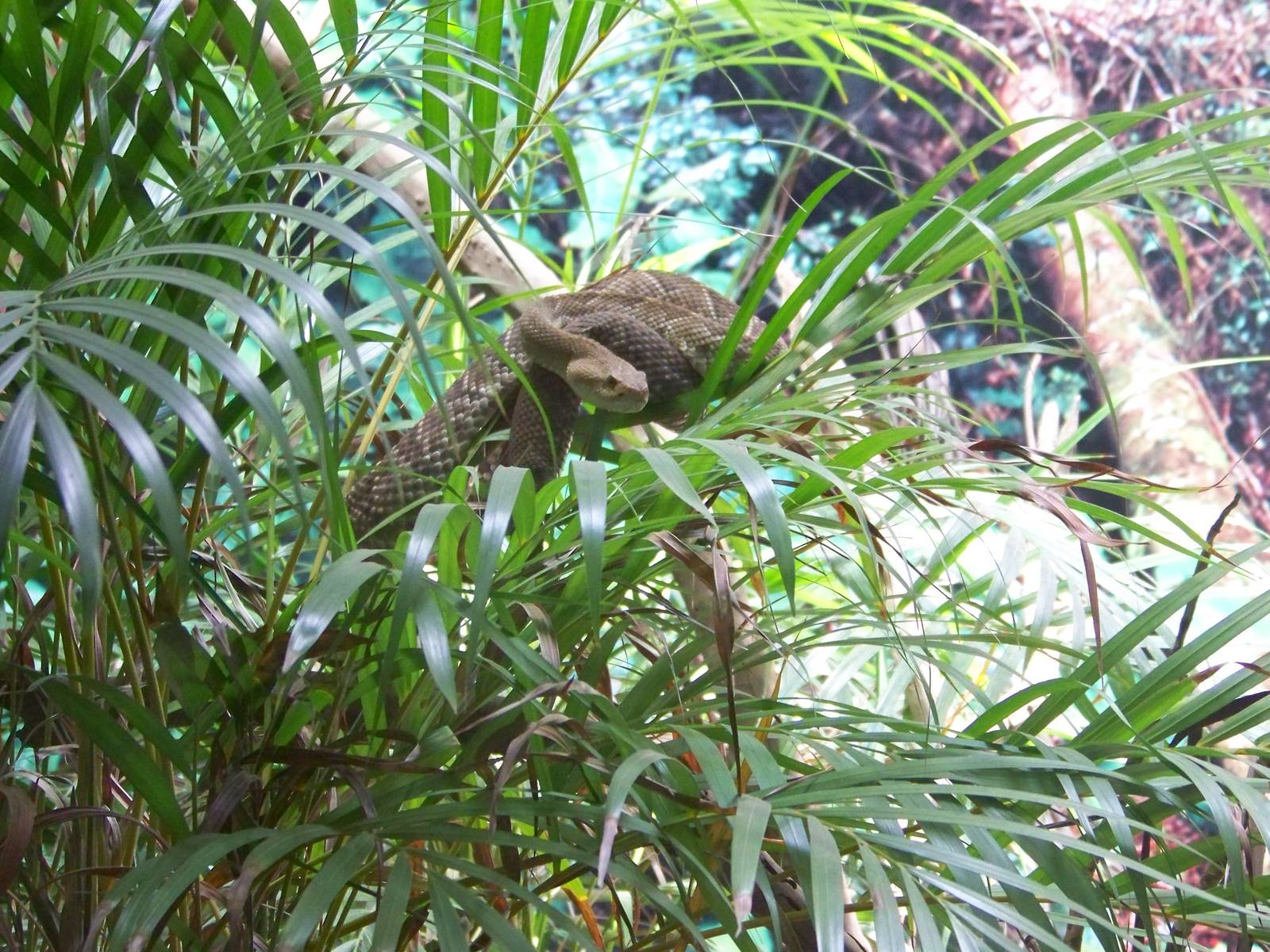 Mexican Green Rattlesnake