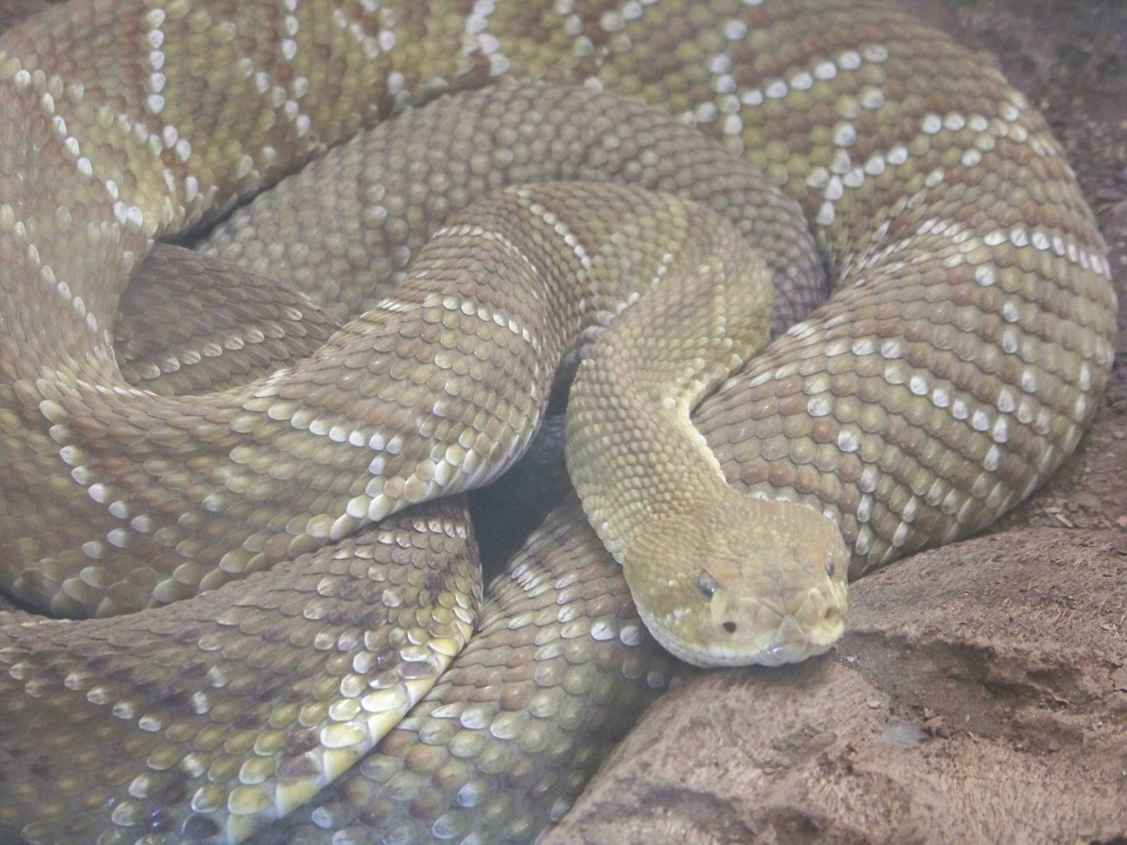 Mexican Green Rattlesnake