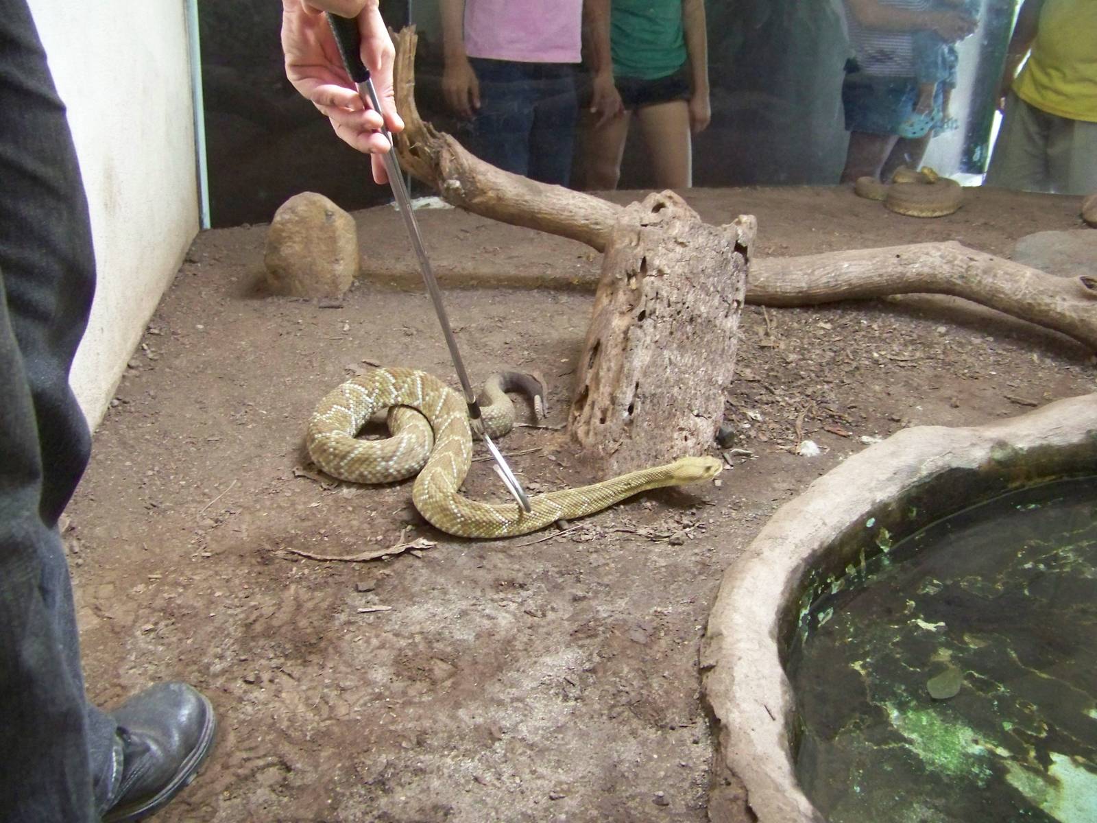 Mexican Green Rattlesnake