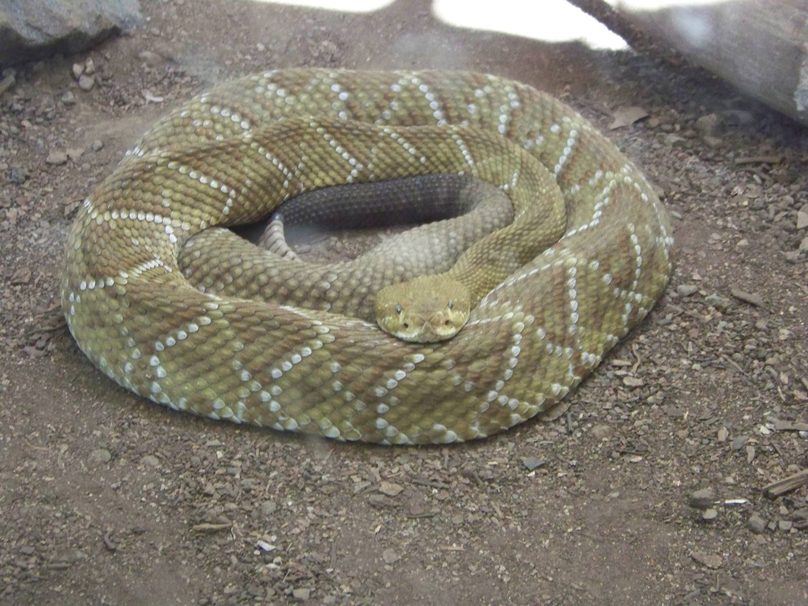 Mexican Green Rattlesnake