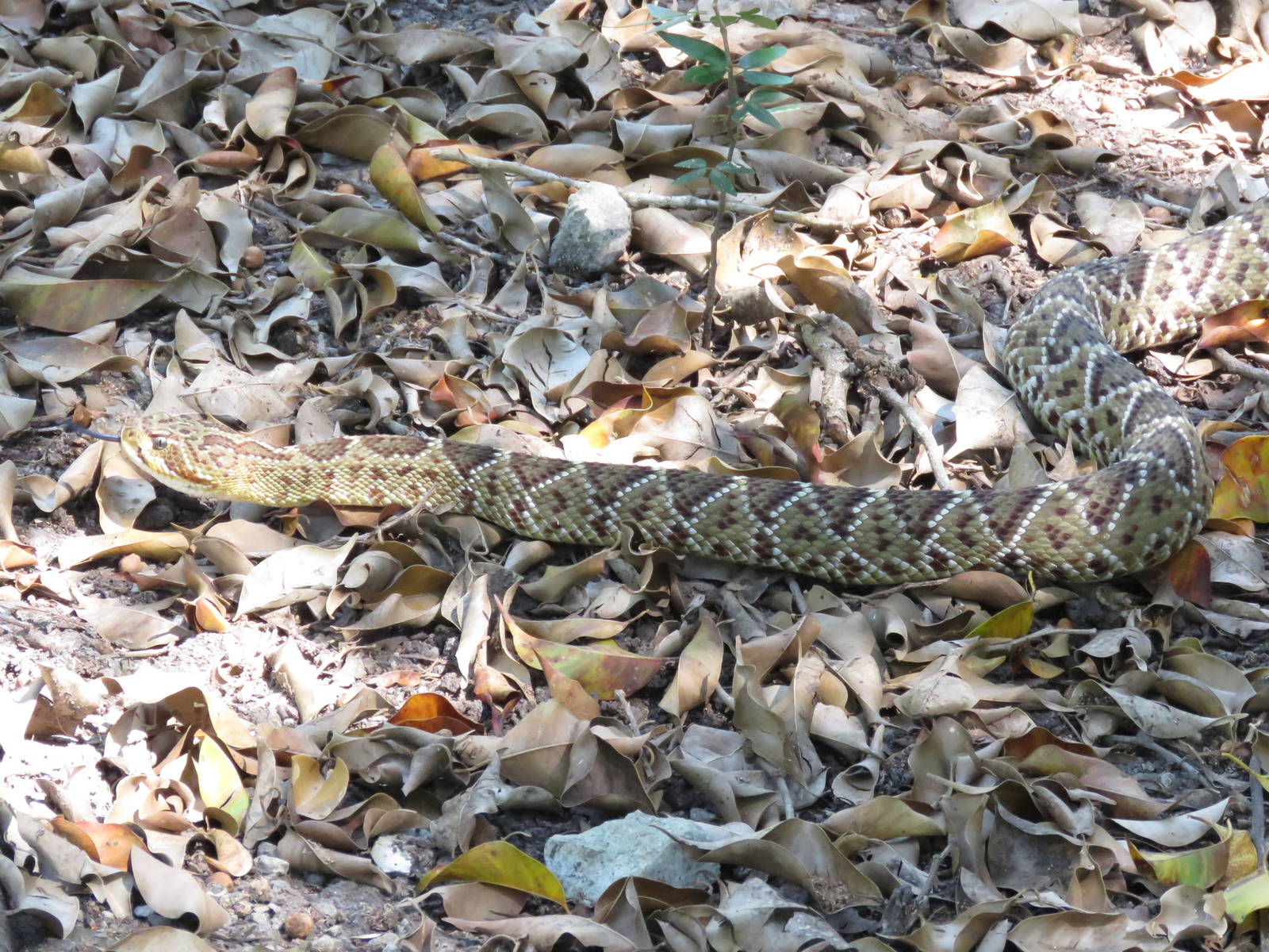 Mexican green rattlesnake